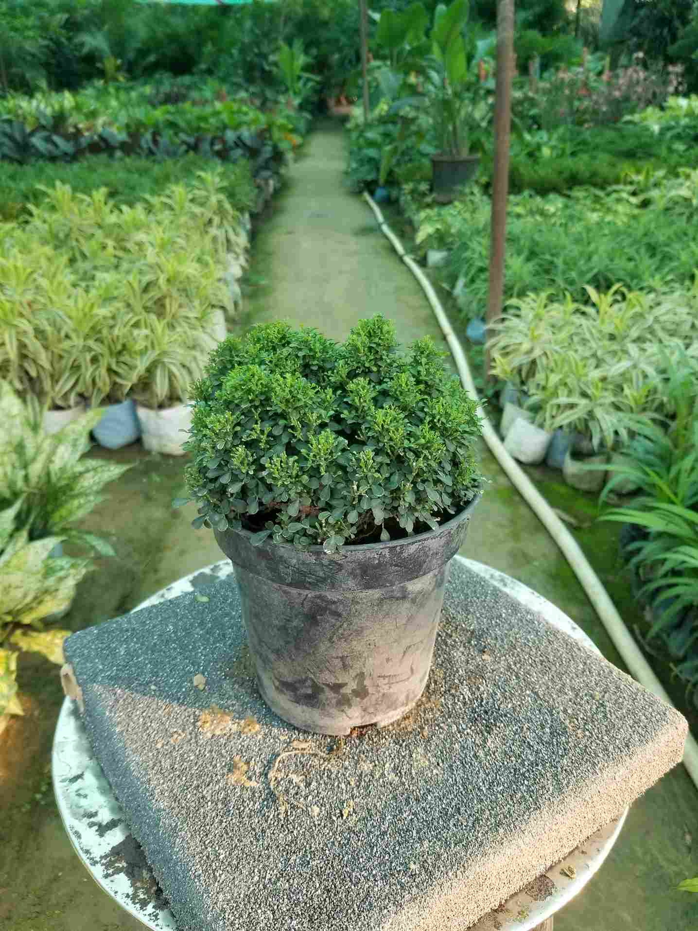 Table Kamini (Murraya)