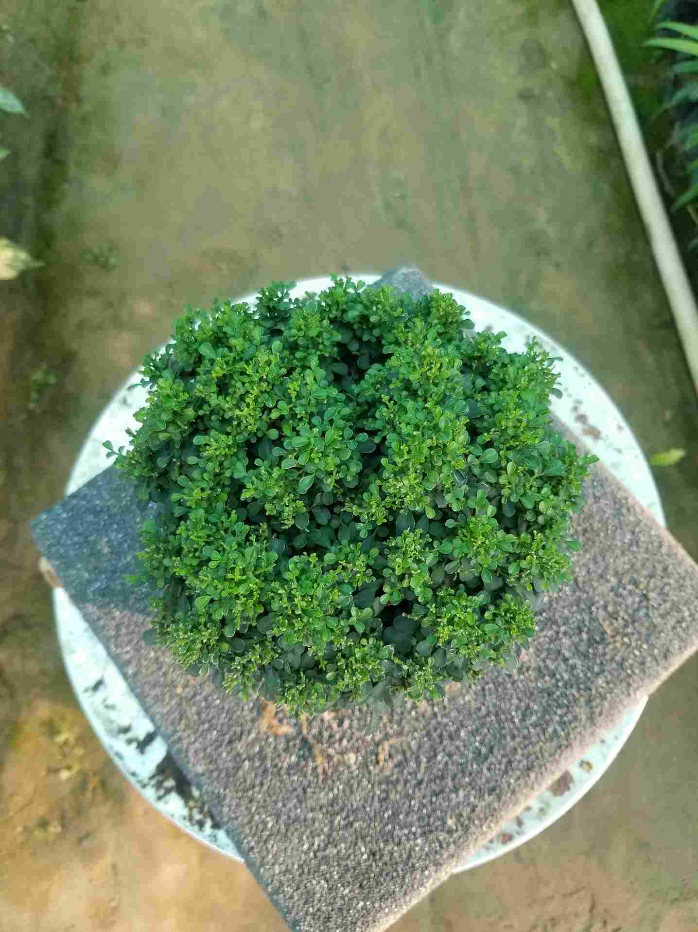 Table Kamini (Murraya)