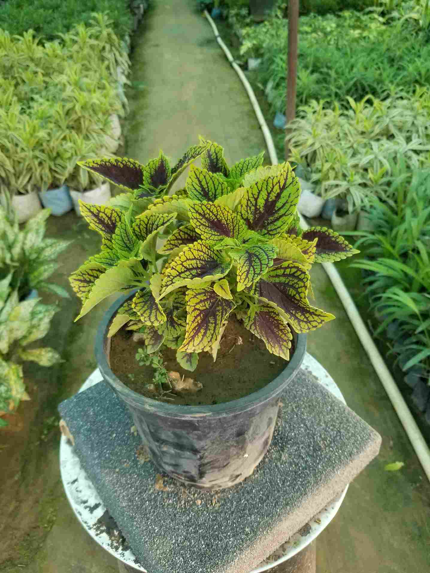 Coleus