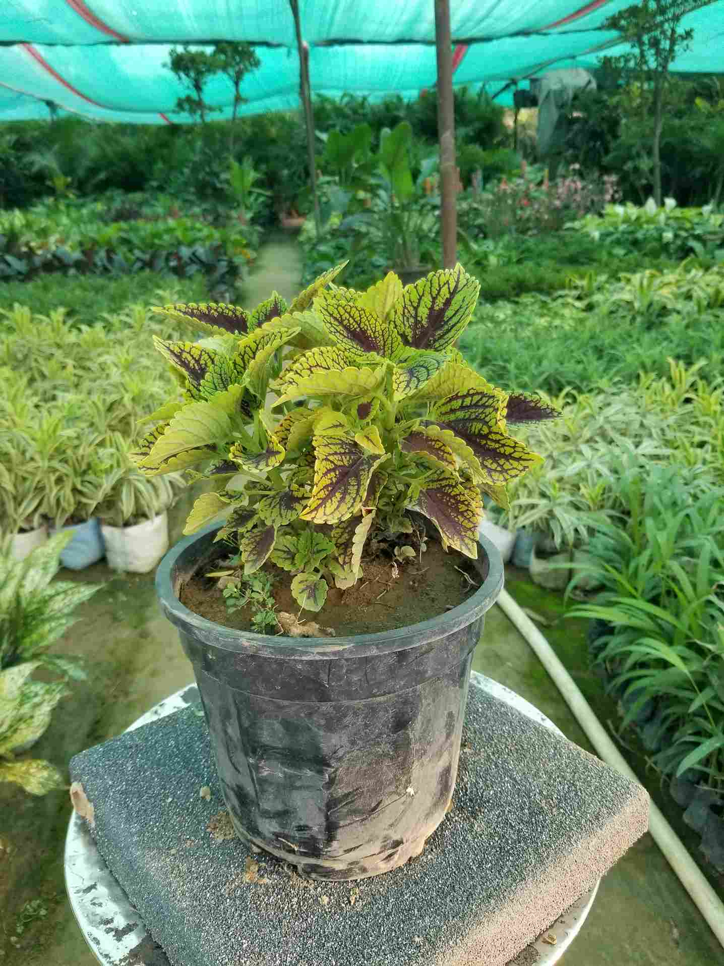 Coleus