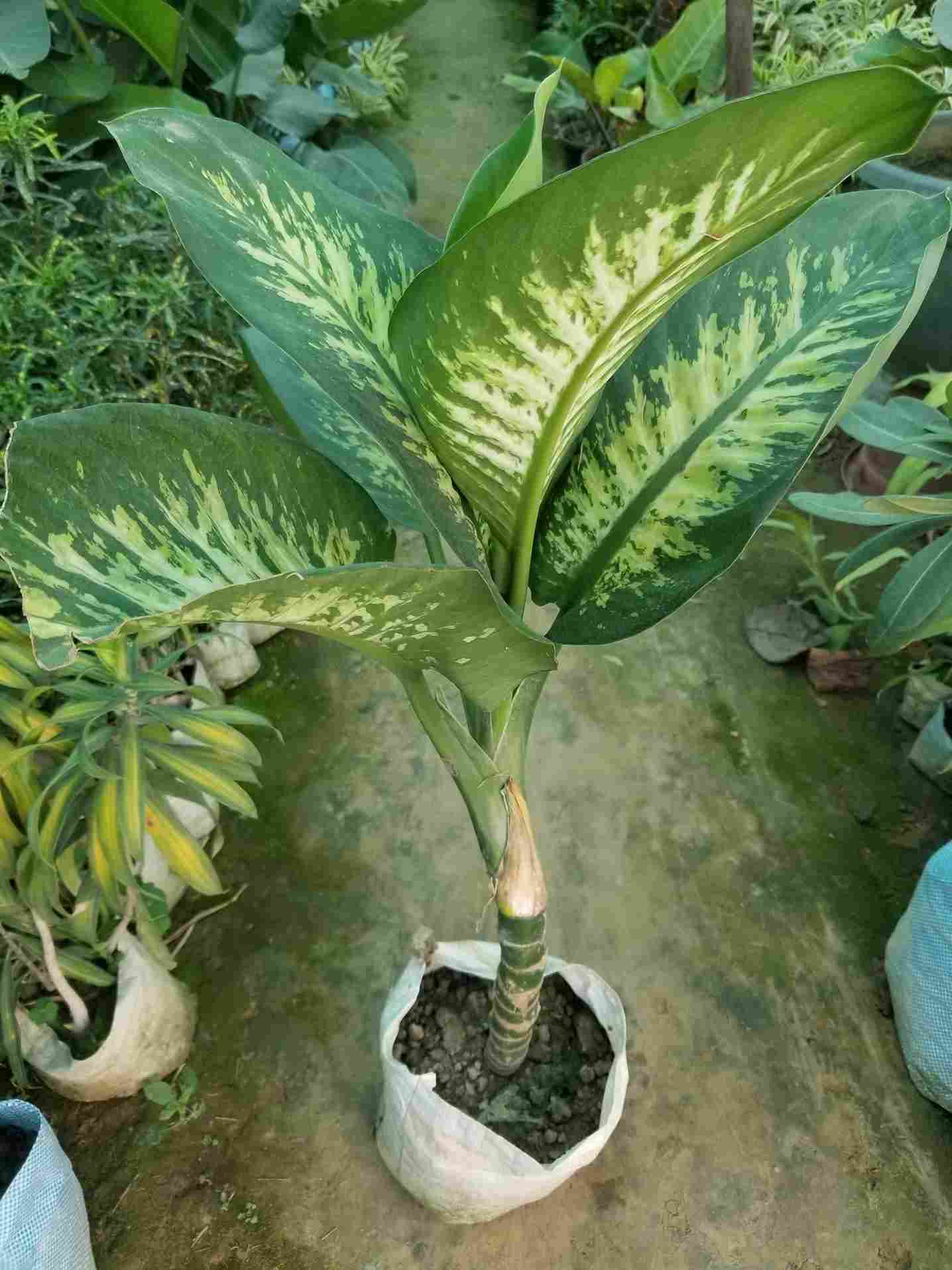 Dieffenbachia 