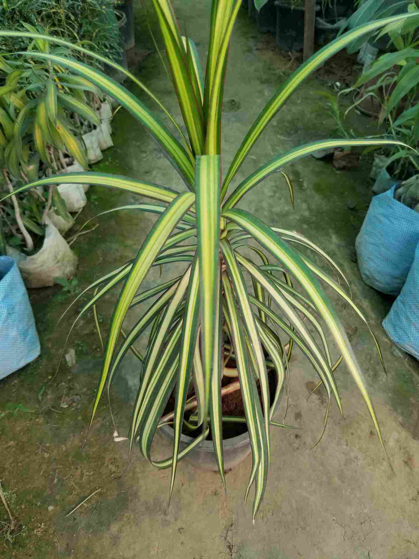 Dracaena Marginata