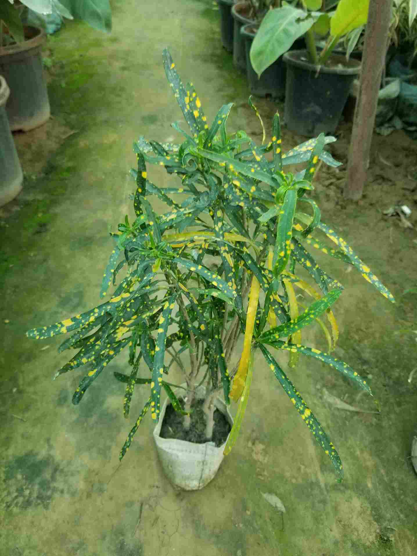 Gold Dust Croton