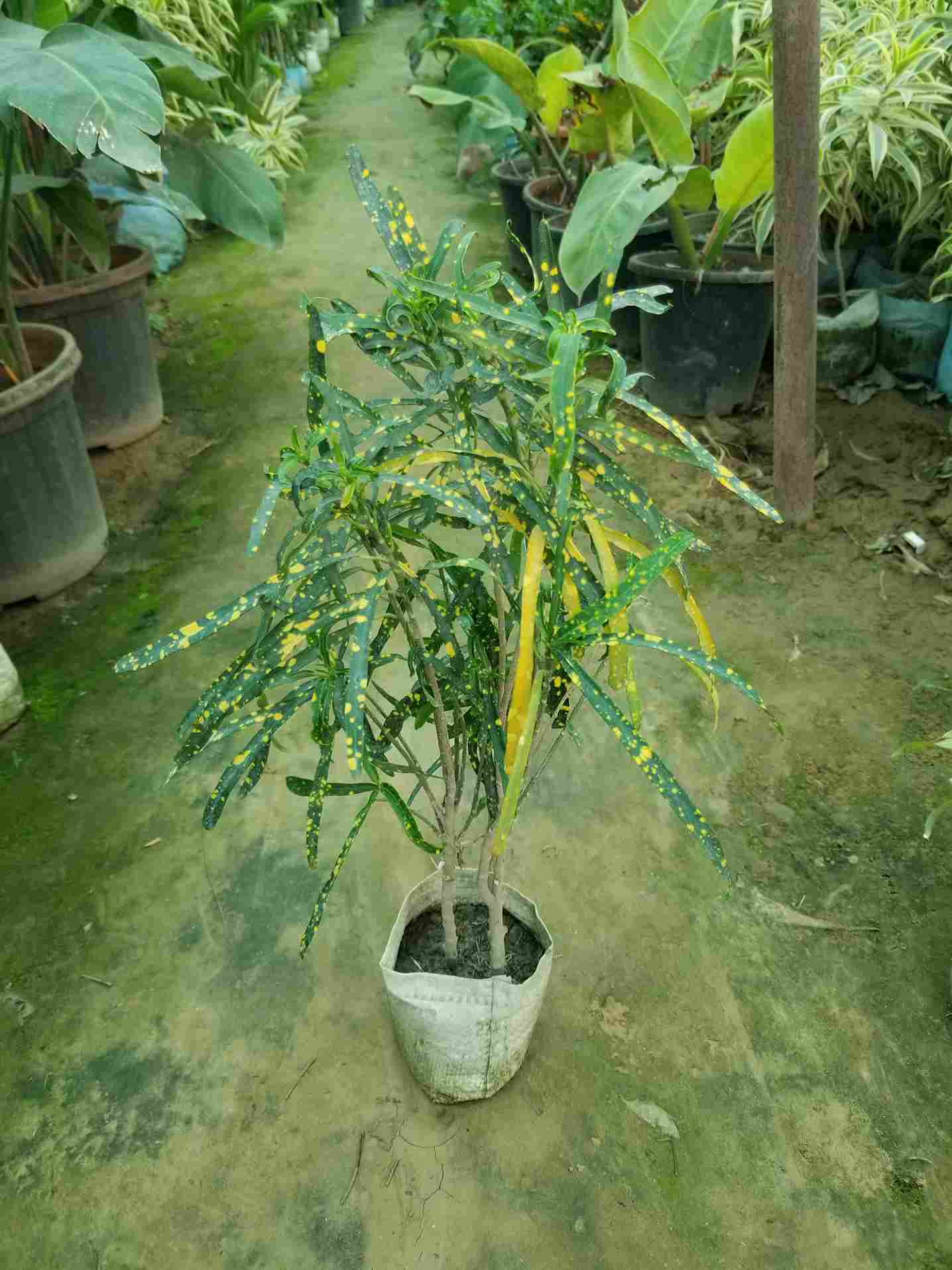 Gold Dust Croton