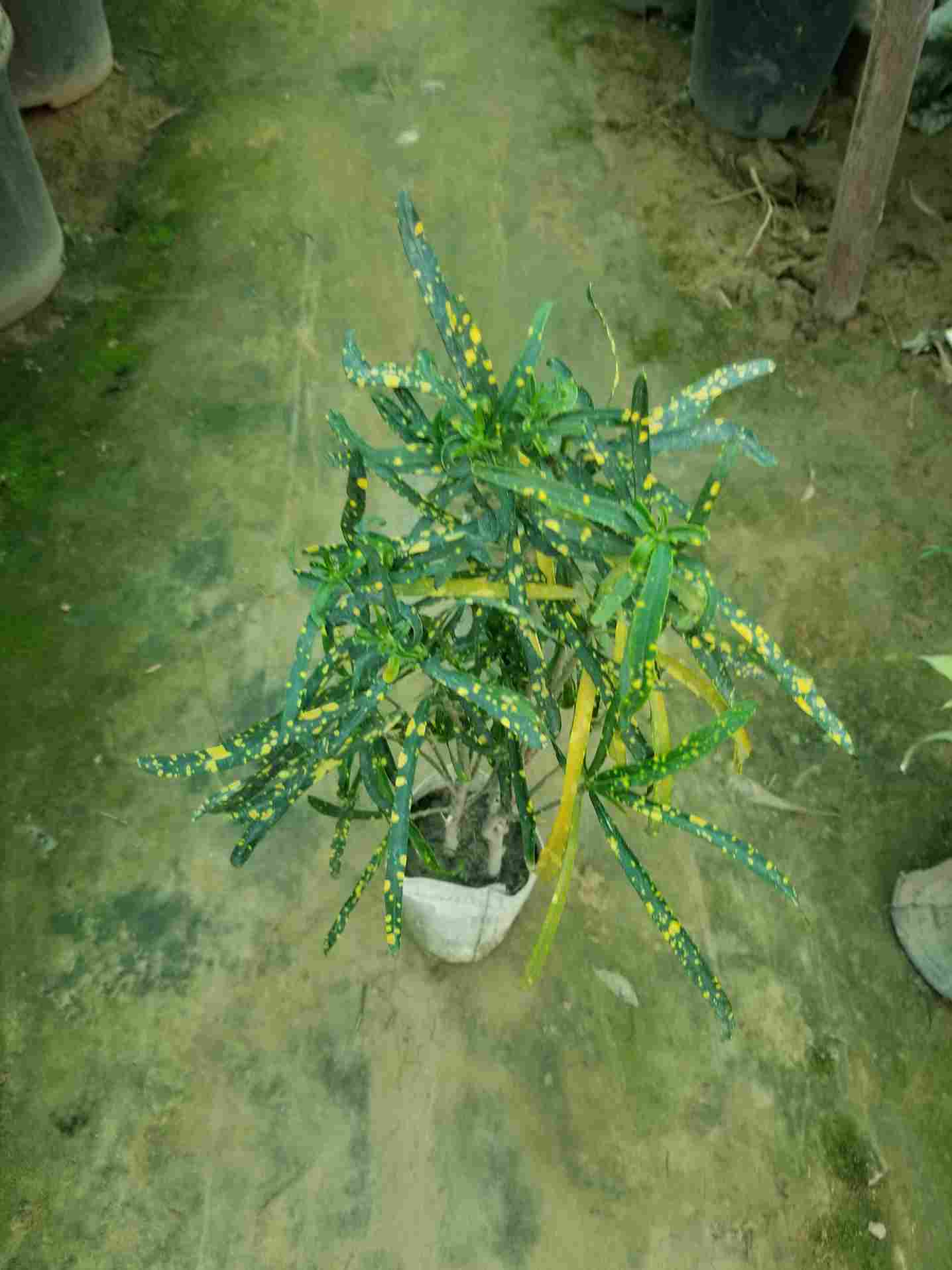 Gold Dust Croton