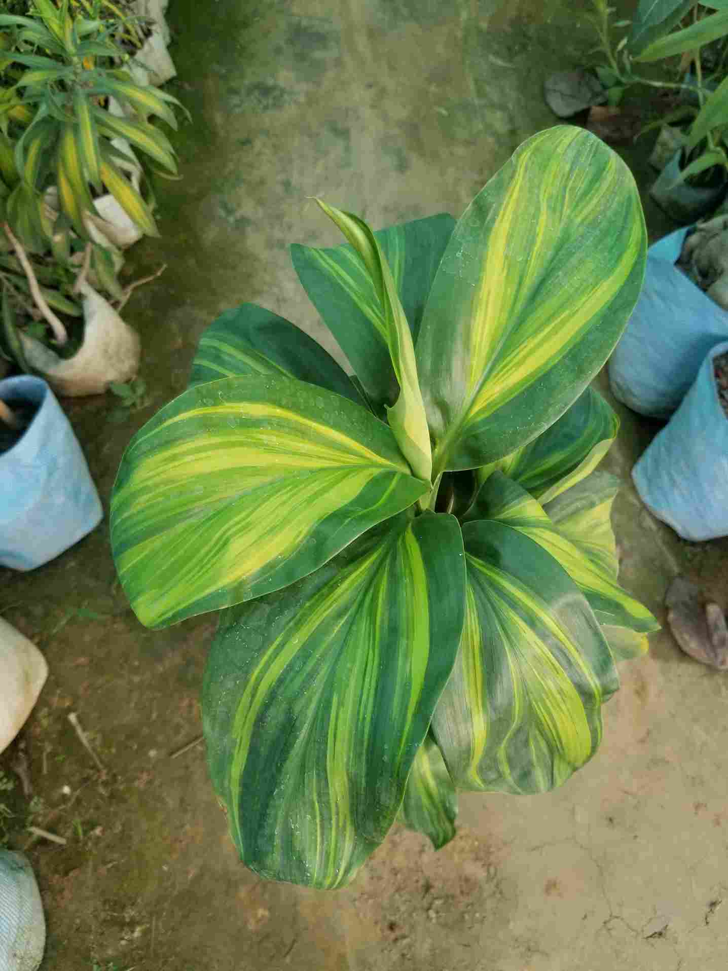 Dracaena Thai Gold