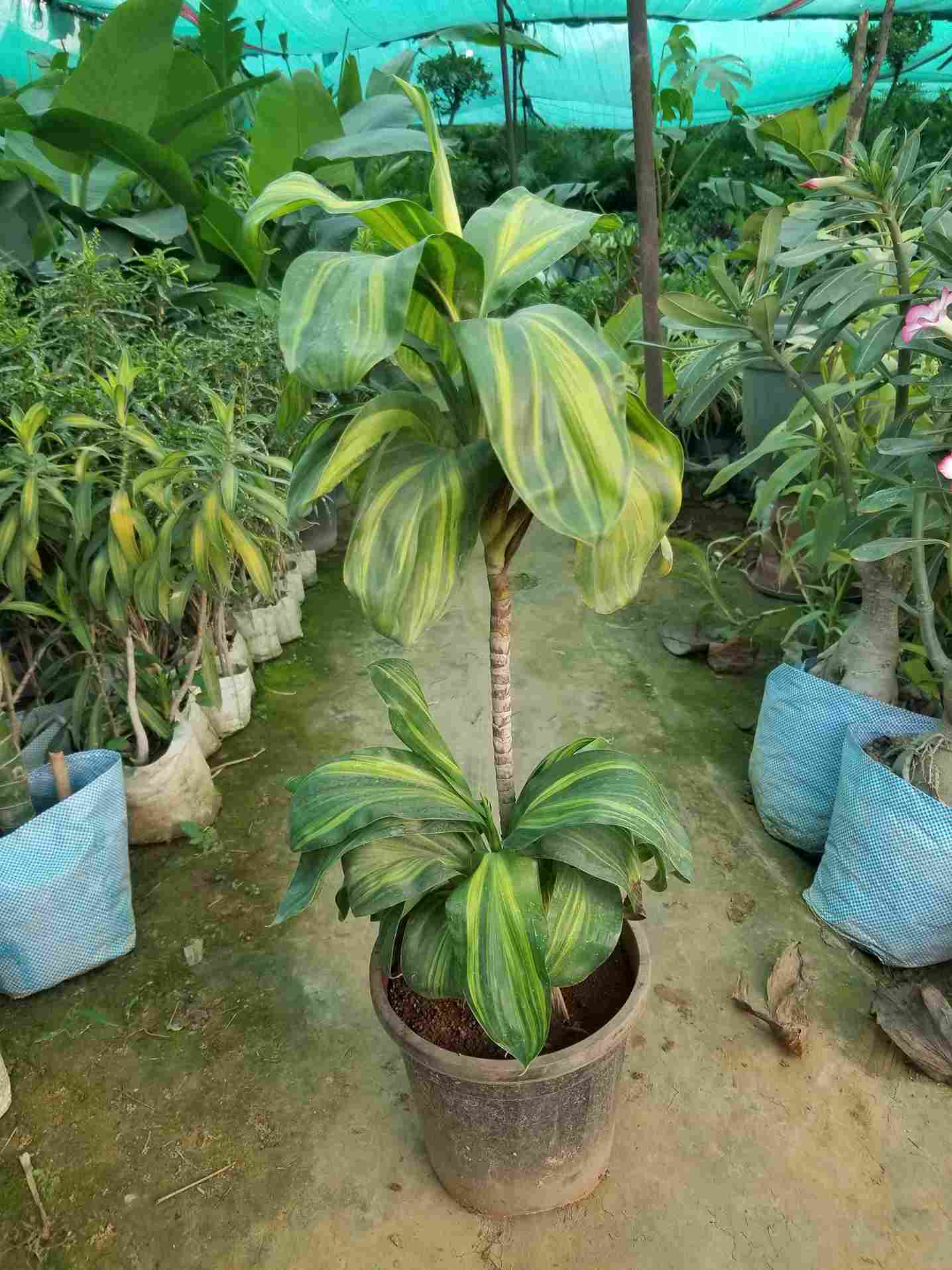 Dracaena Thai Gold
