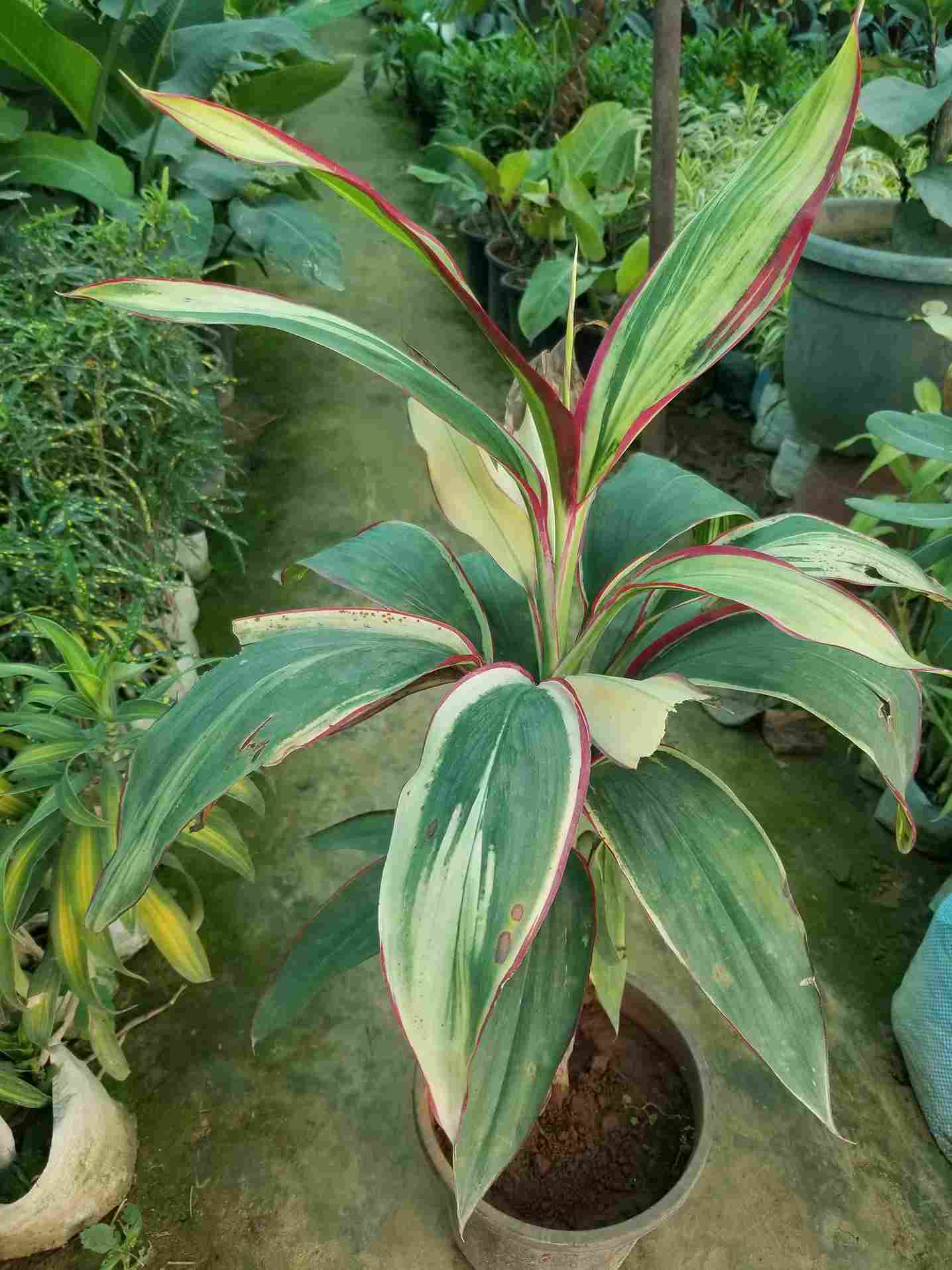 Cordyline Fruiticosa Dracaena