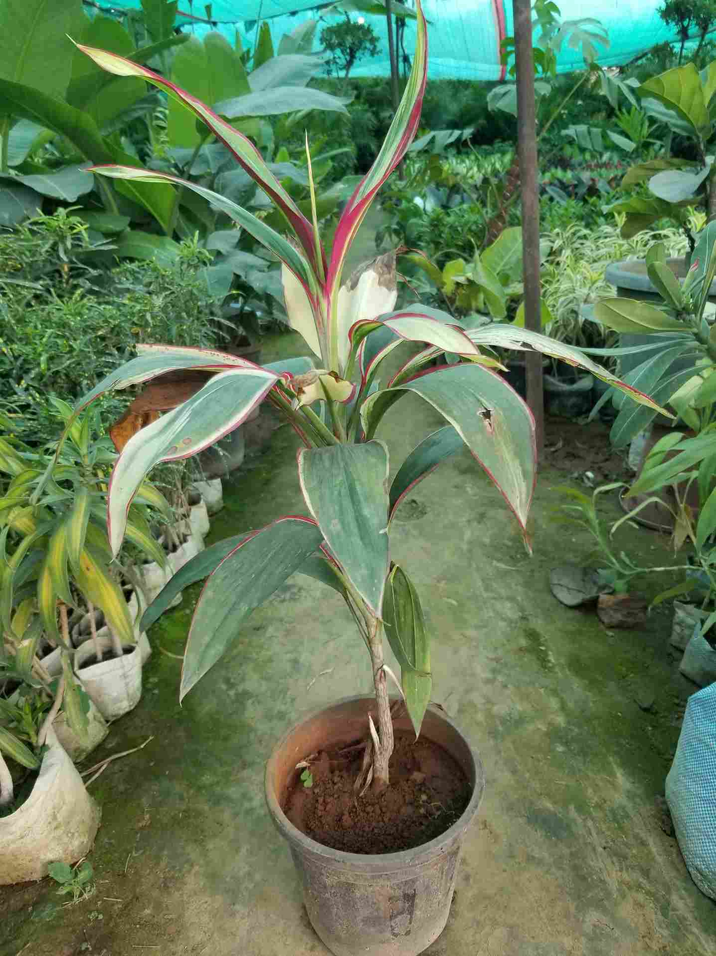 Cordyline Fruiticosa Dracaena