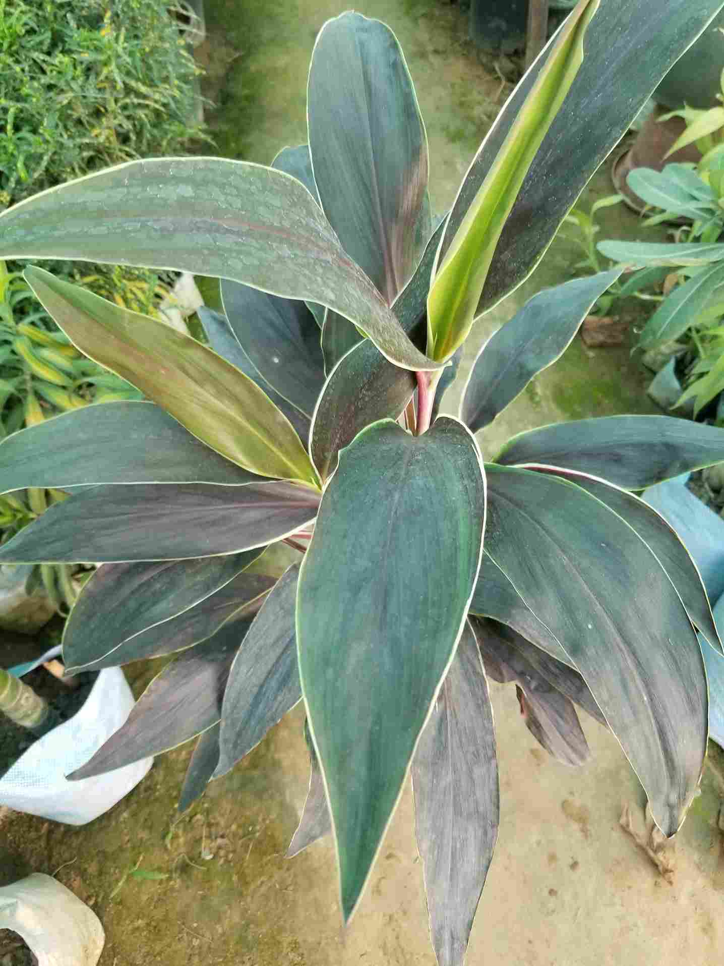 Dracaena Mahatma (cordyline Terminalis)