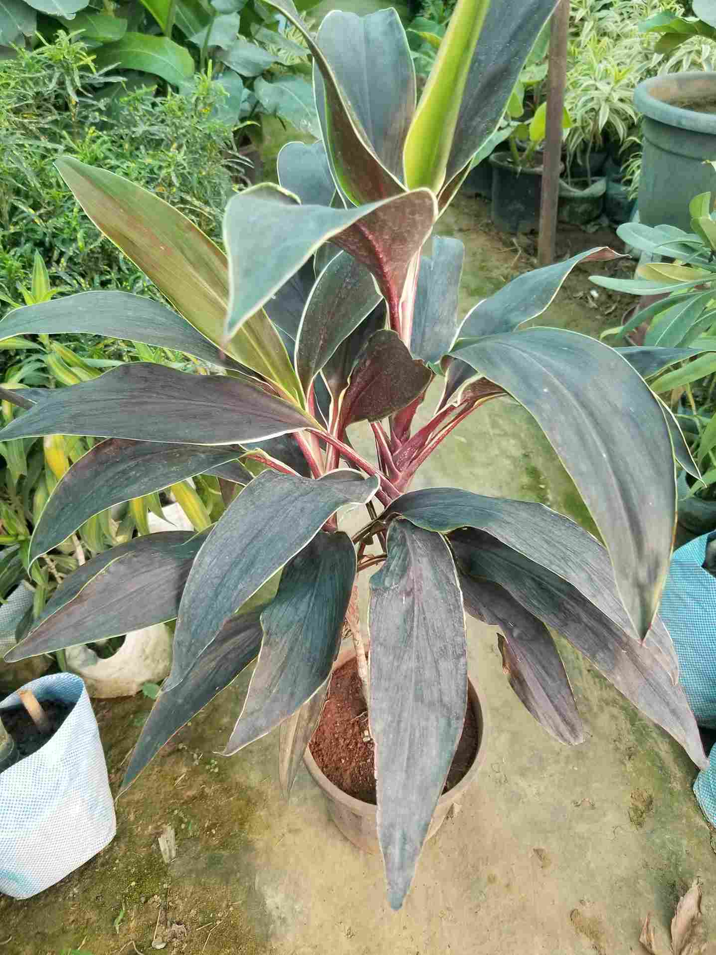 Dracaena Mahatma (cordyline Terminalis)