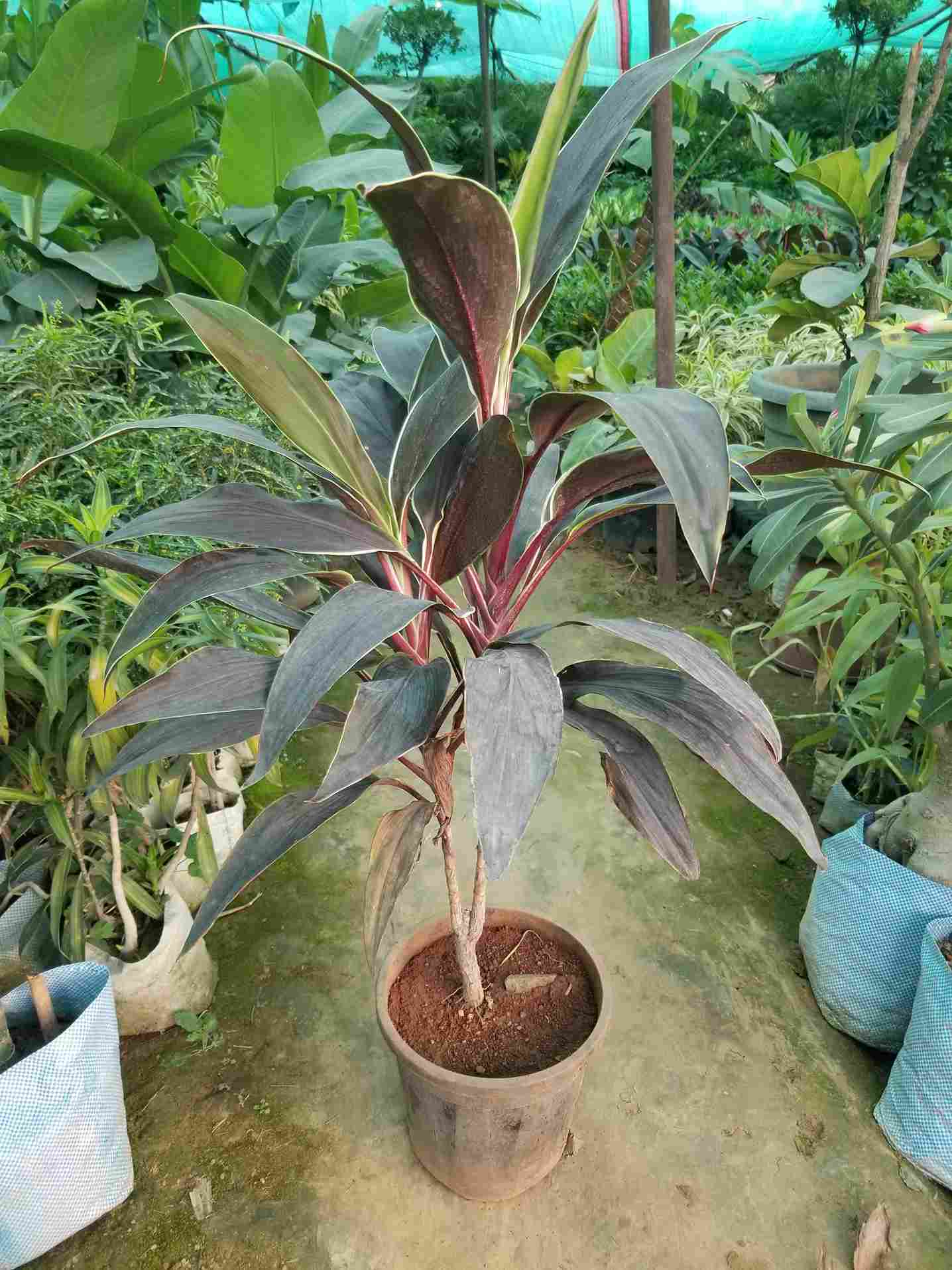 Dracaena Mahatma (cordyline Terminalis)