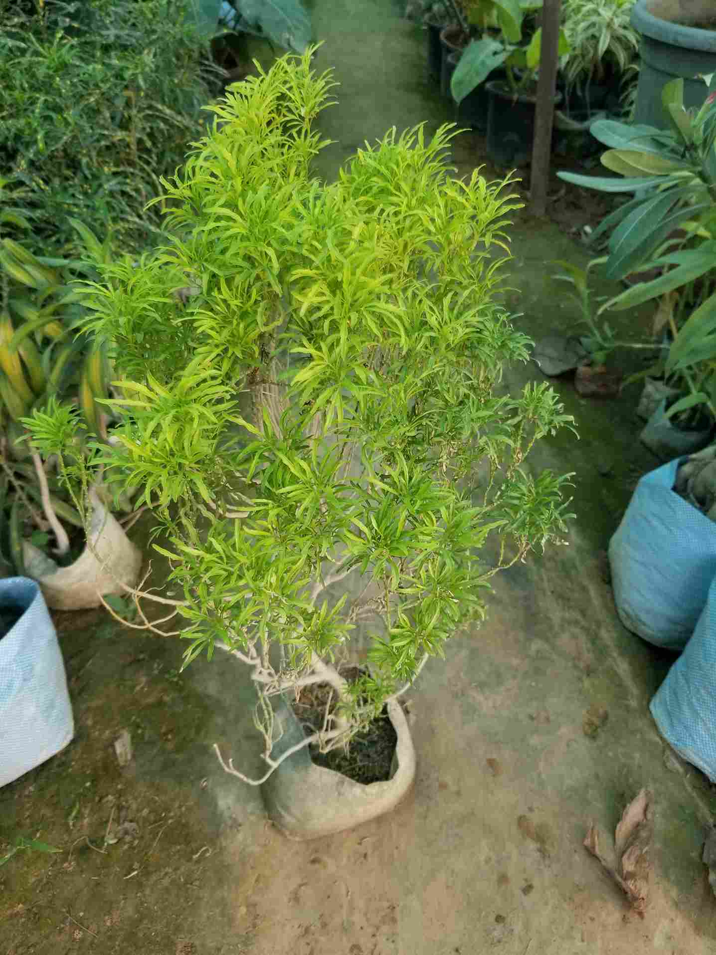 Green Ming Aralia