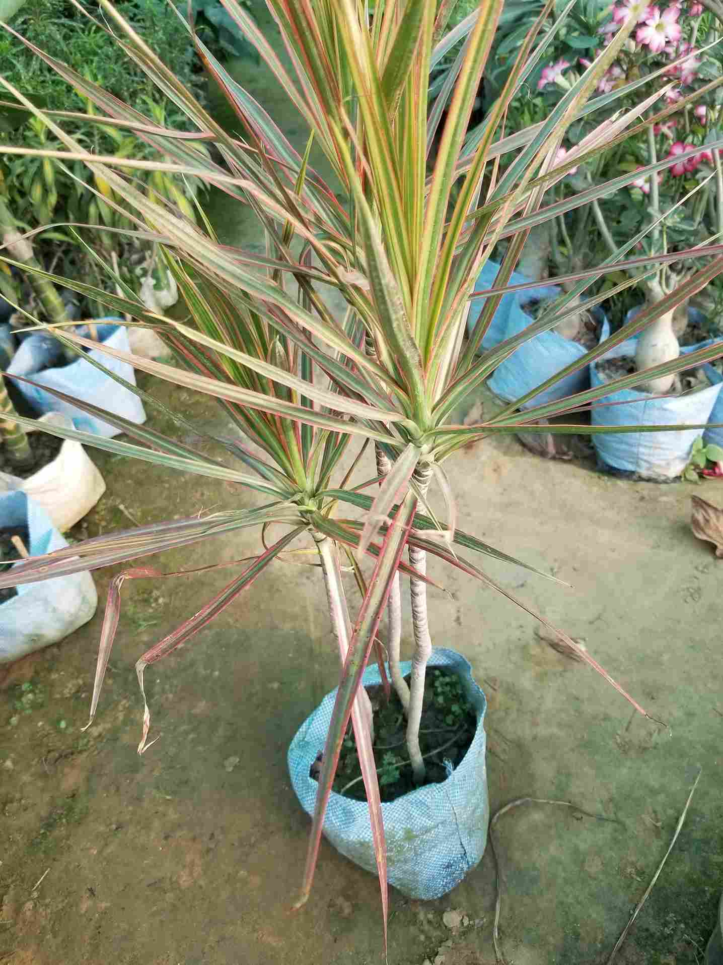 Dracaena Marginata Colorama