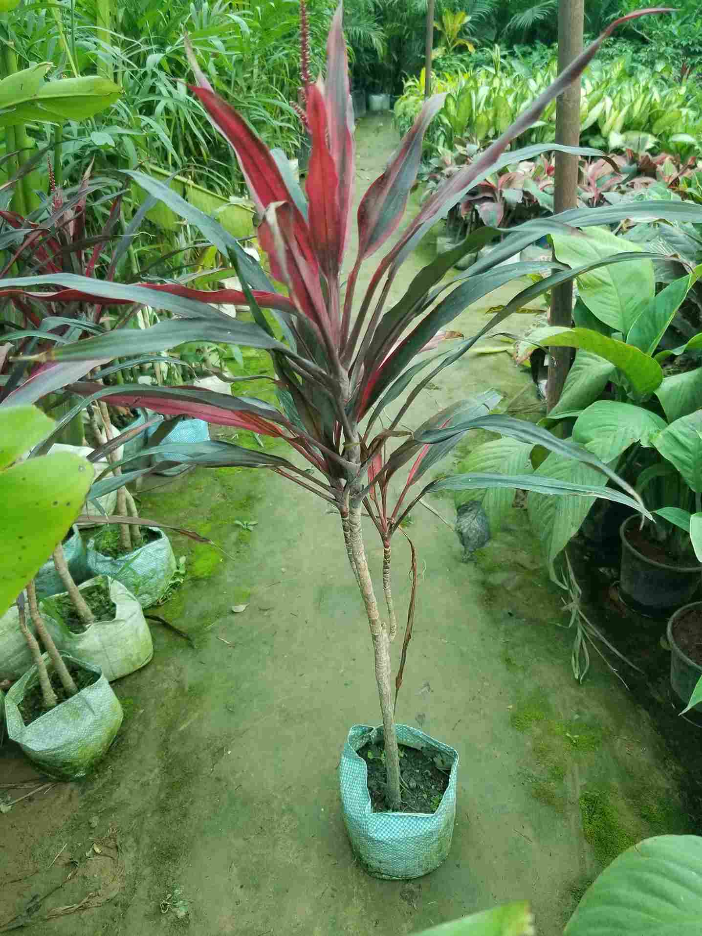 Cordyline Fruiticosa Dracaena