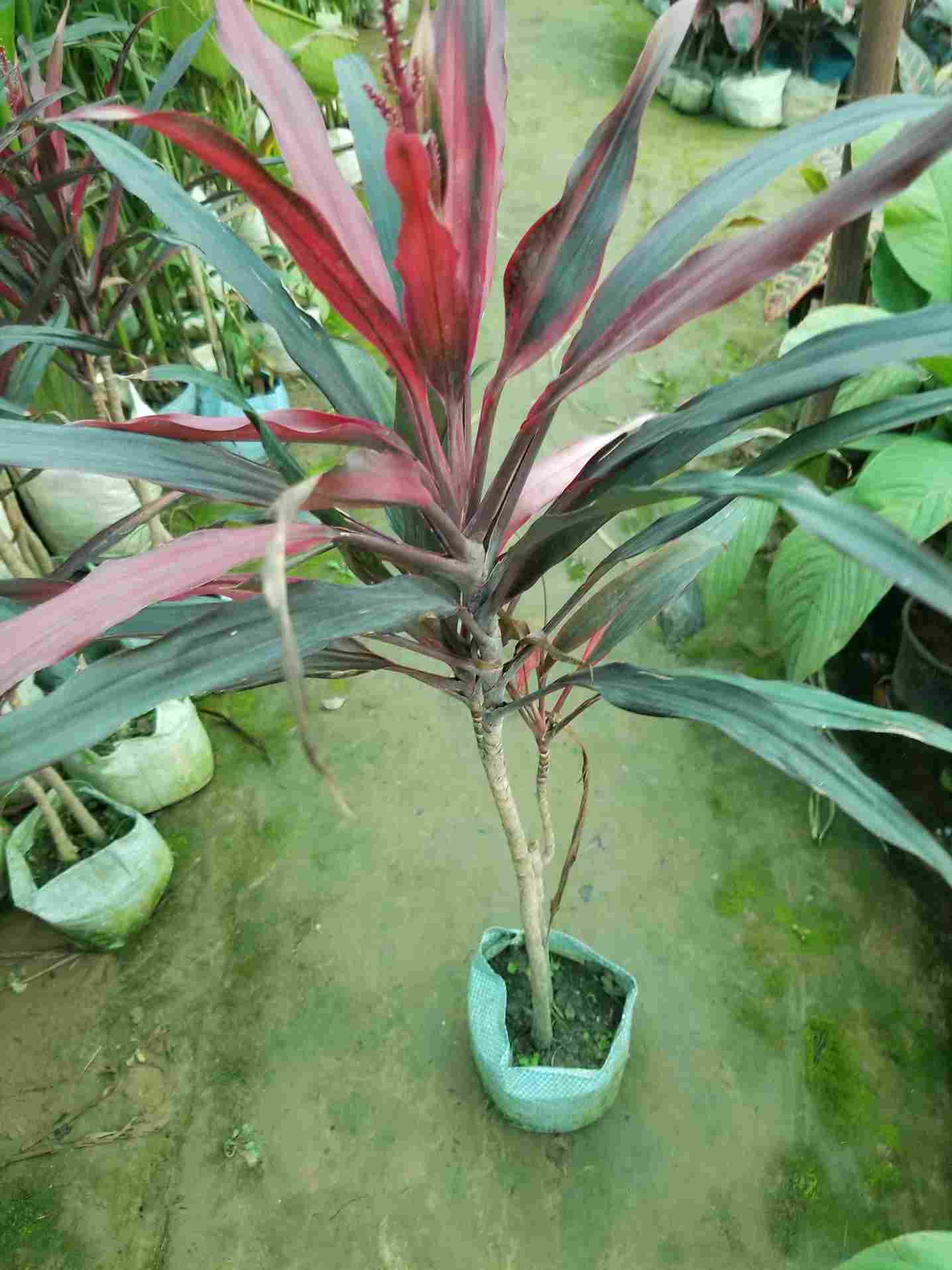 Cordyline Fruiticosa Dracaena
