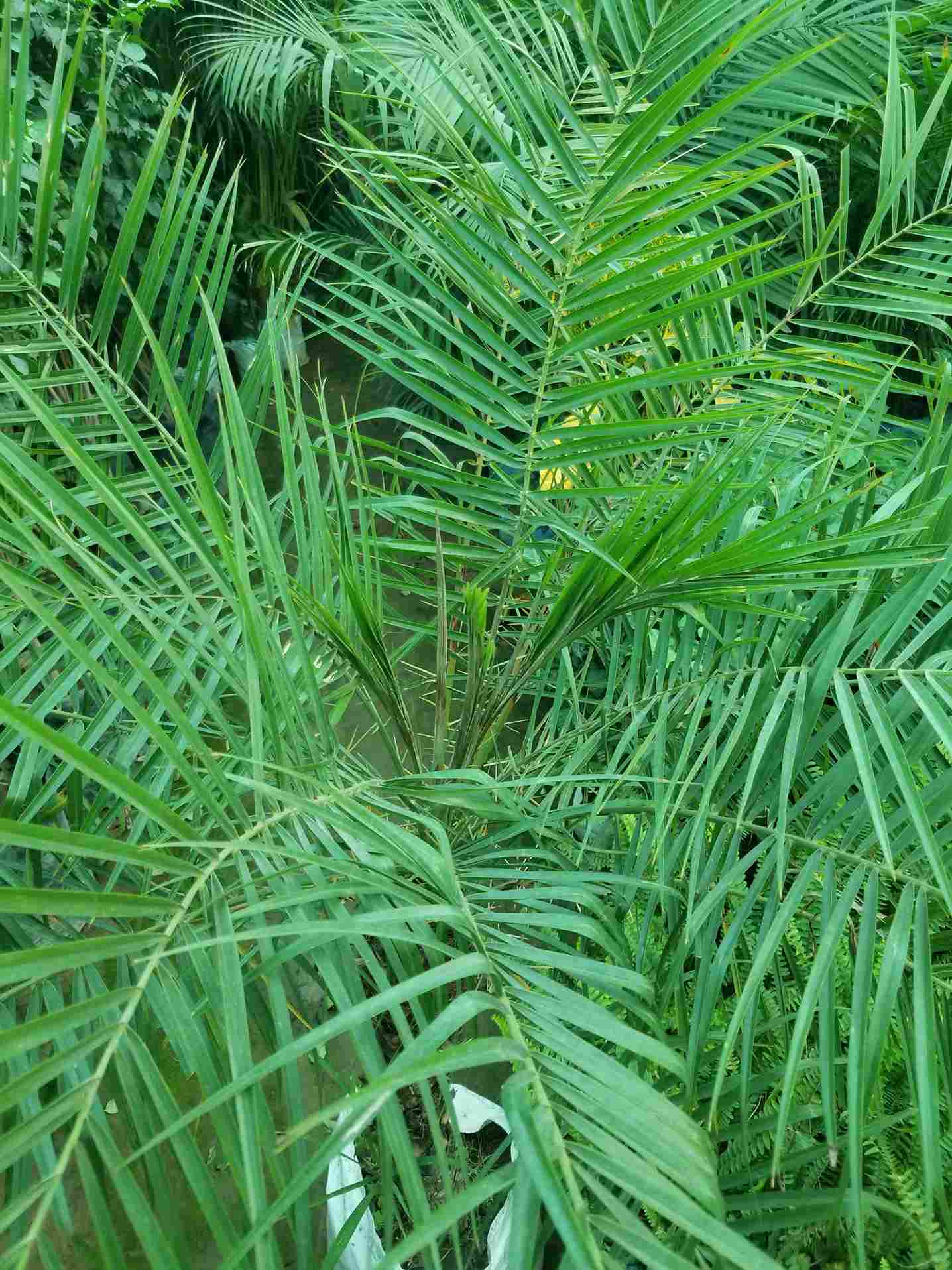 Phoenix Palm