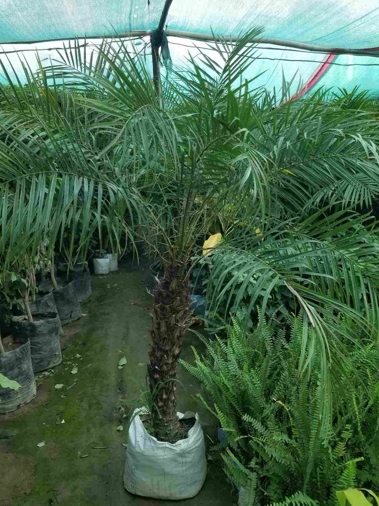 Phoenix Palm