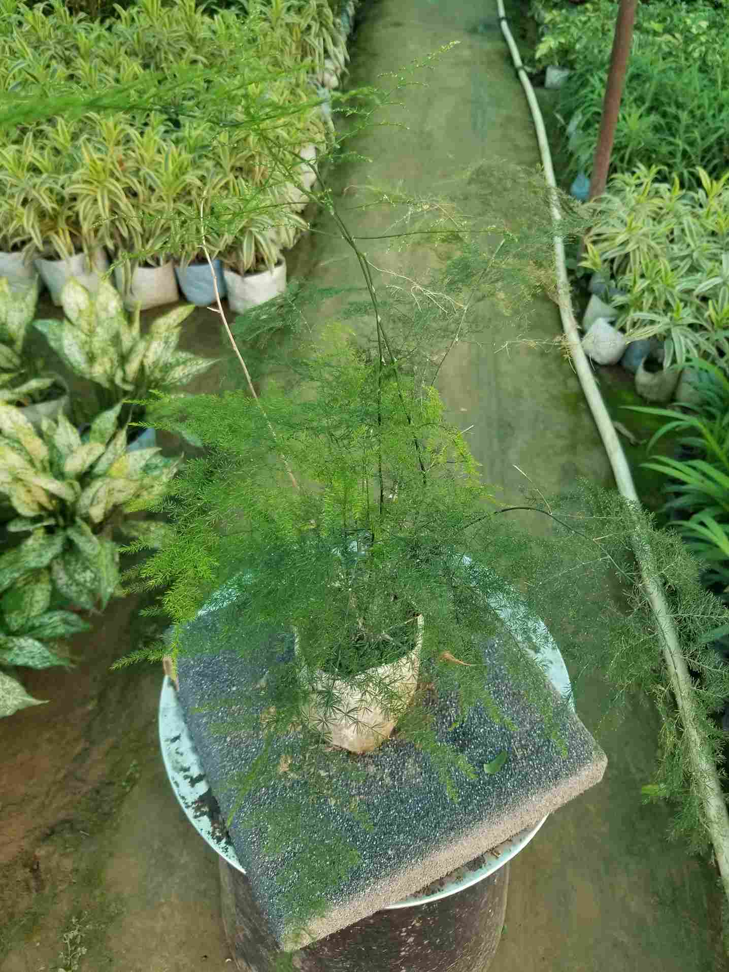 Asparagus Fern