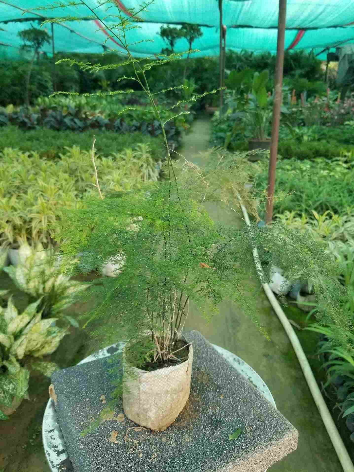 Asparagus Fern