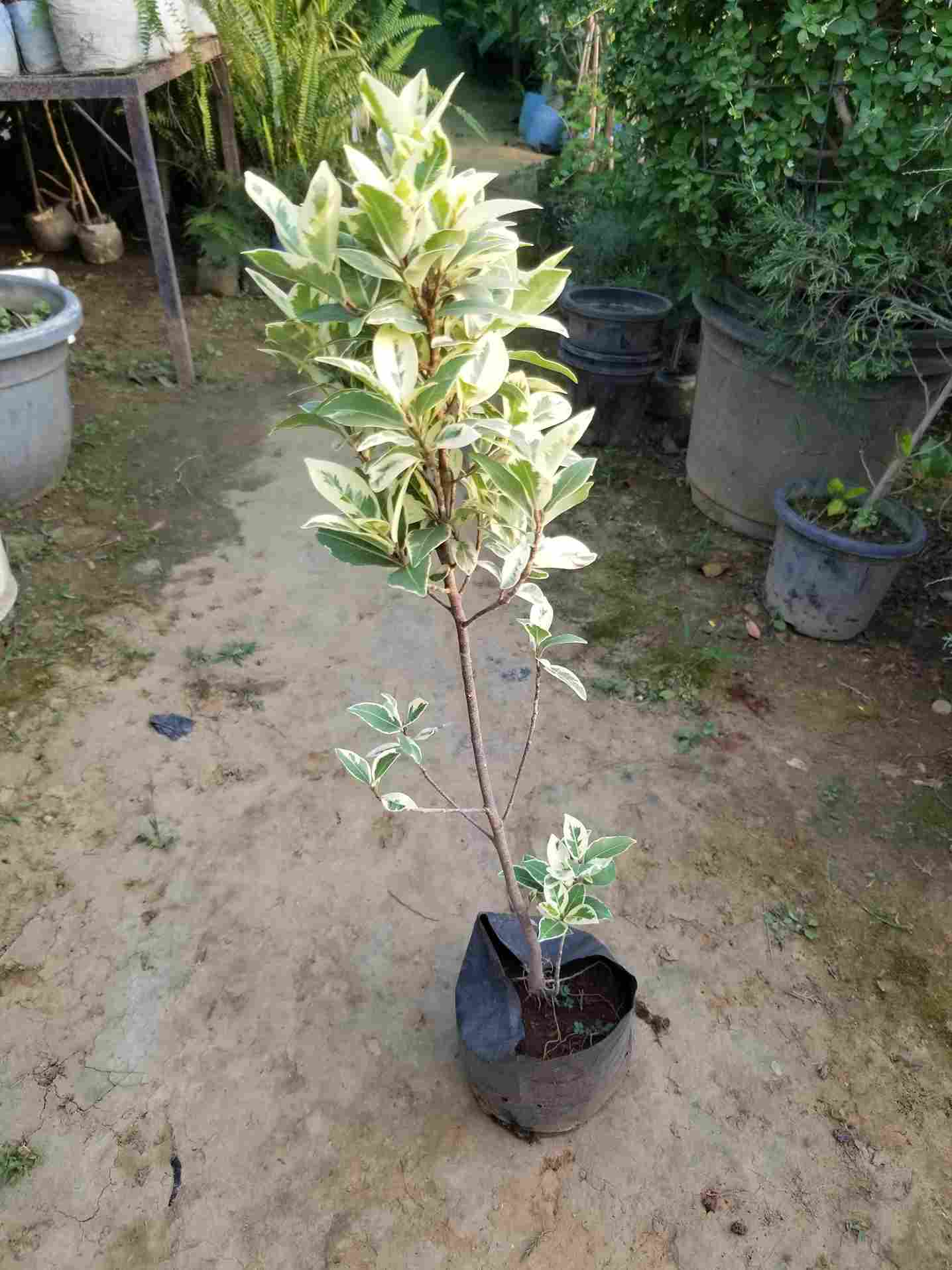 Ficus Star Light