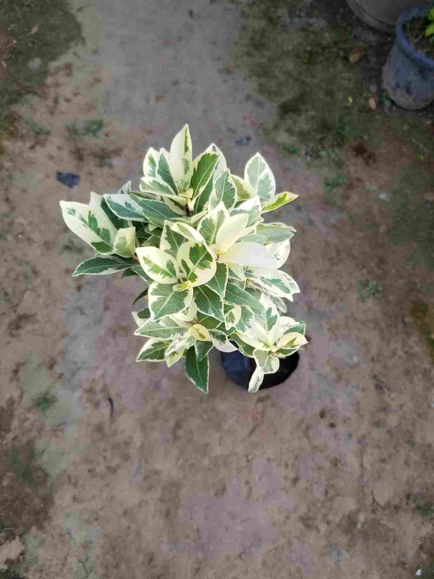 Ficus Star Light