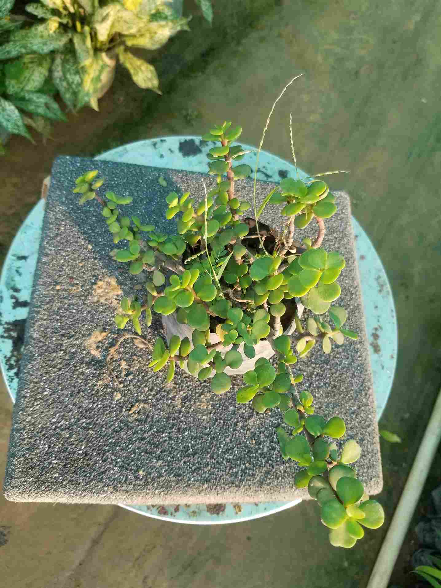 Jade Plant