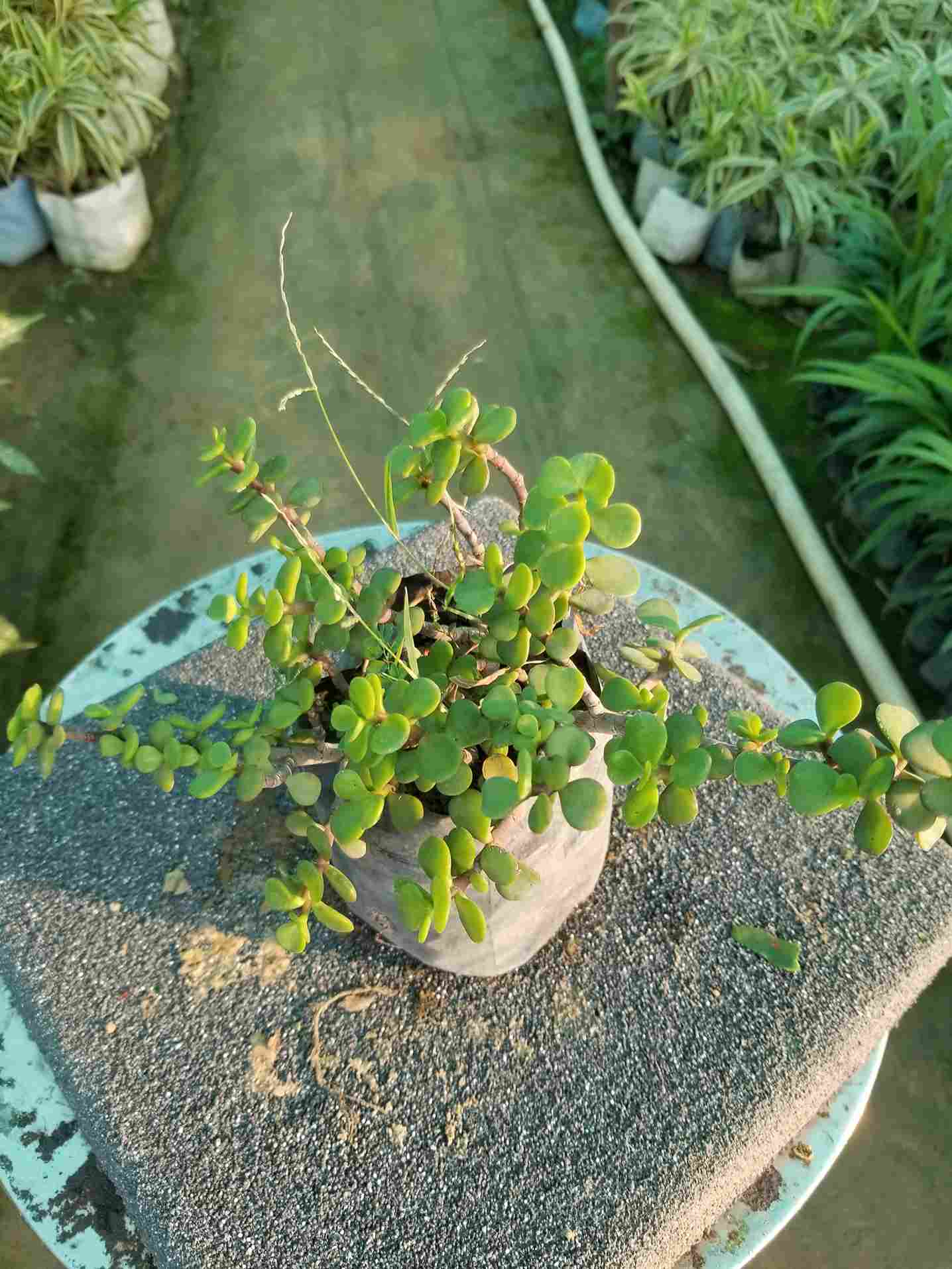 Jade Plant