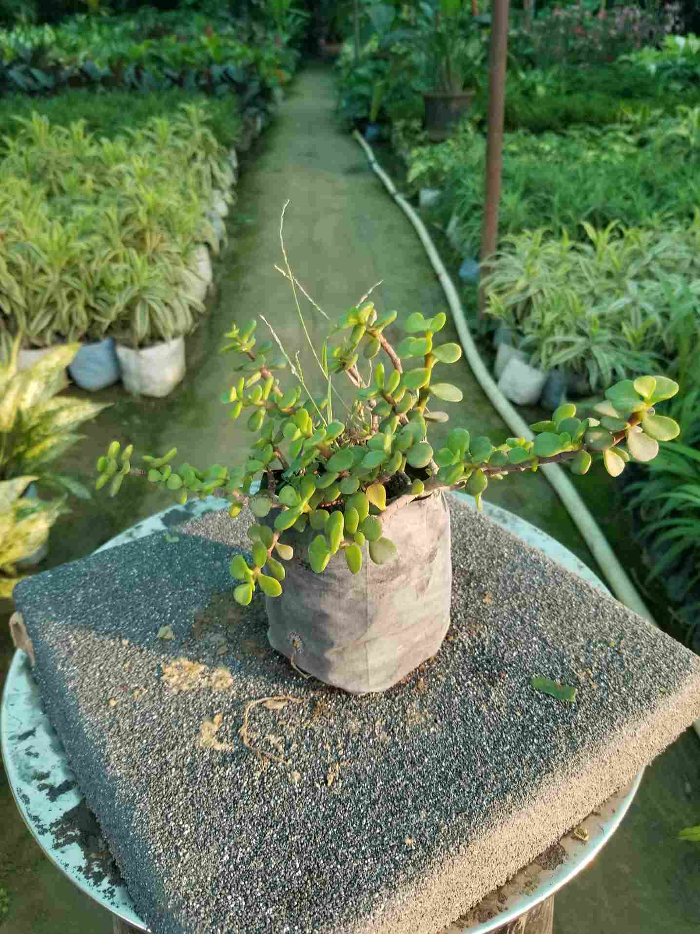 Jade Plant