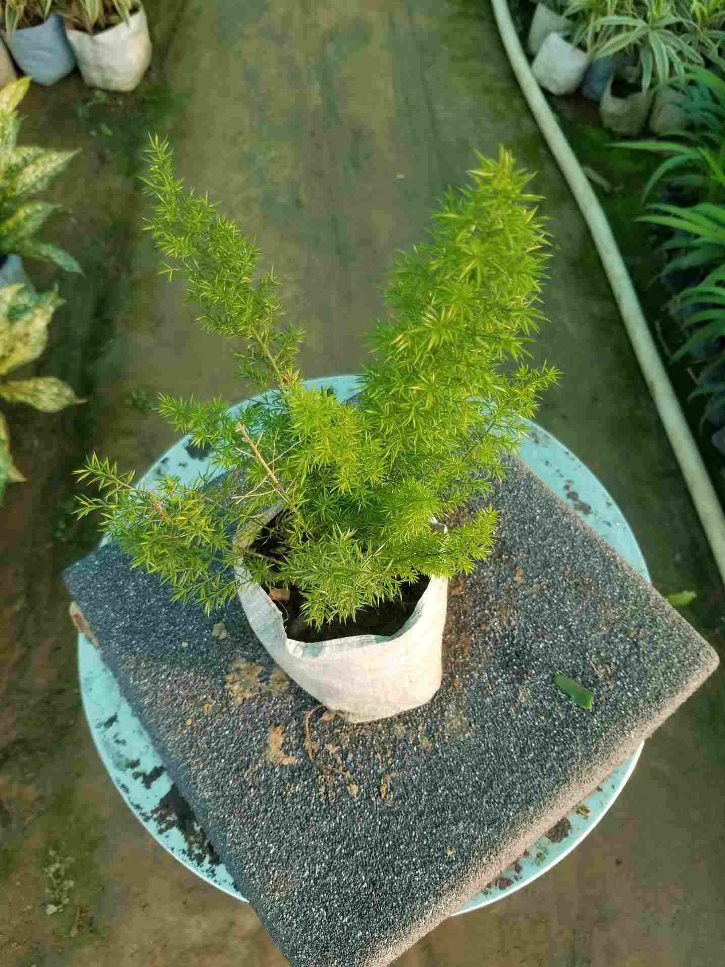 Asparagusa Merry