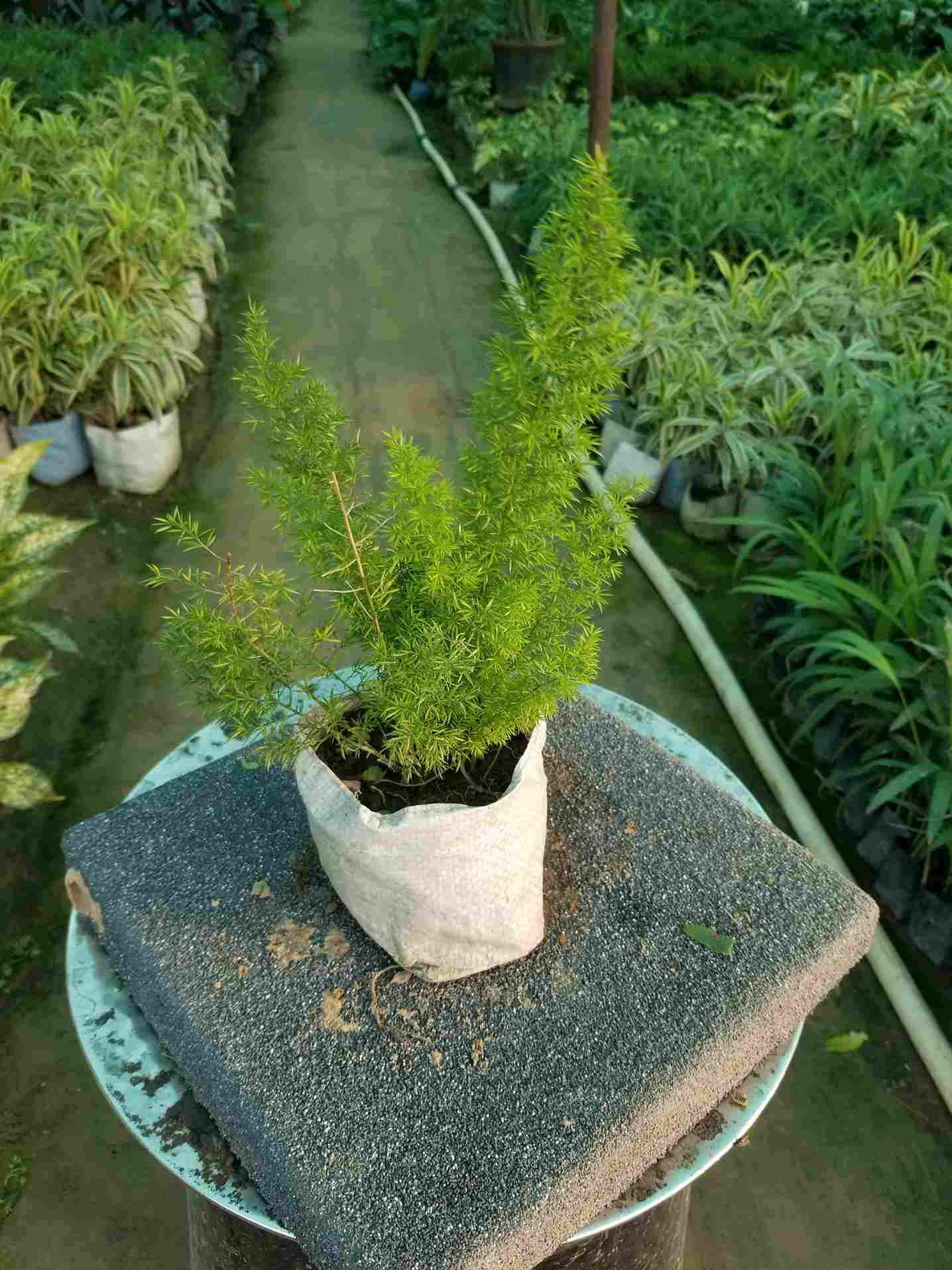 Asparagusa Merry