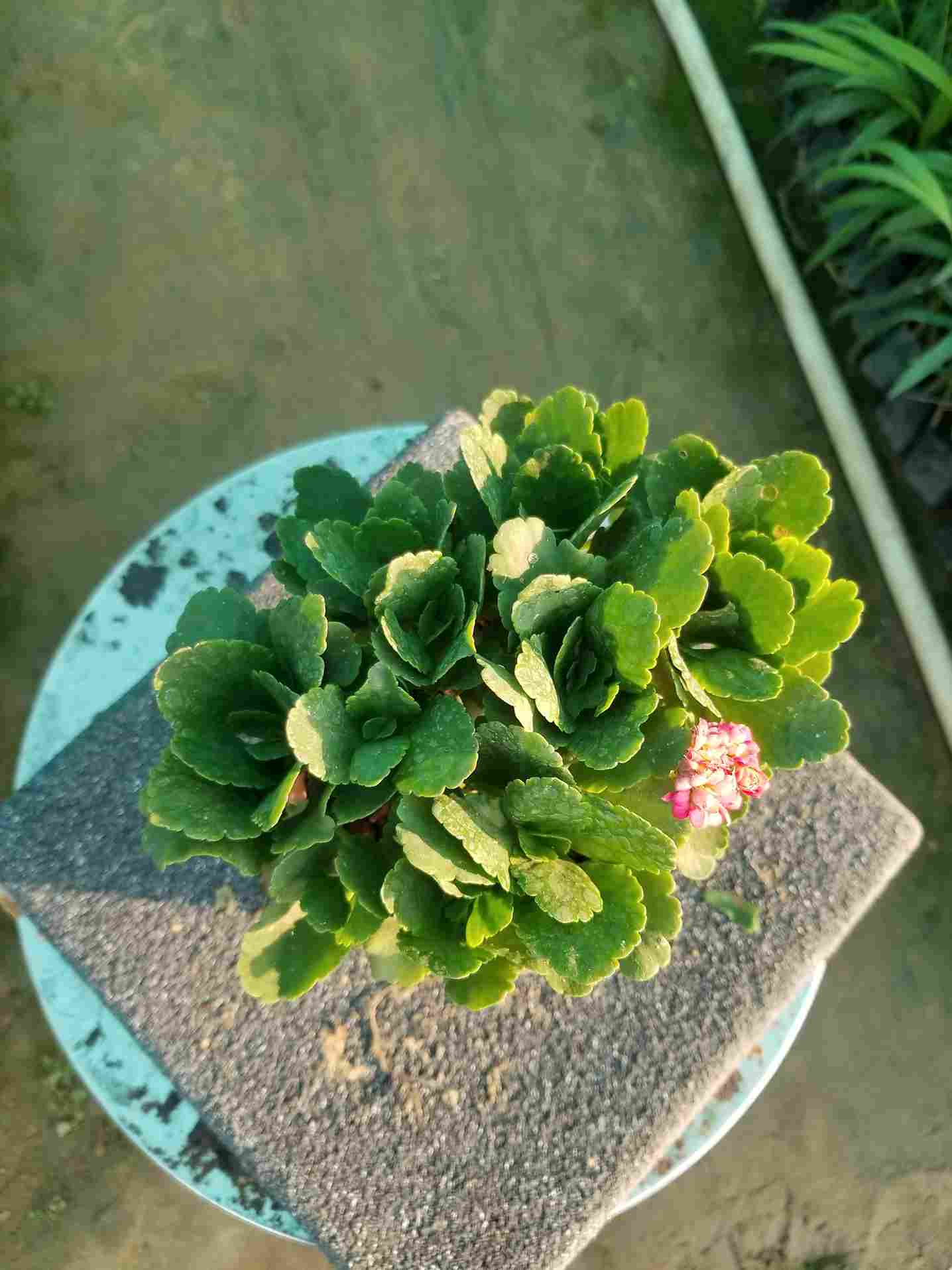 Clanchoe Succulent