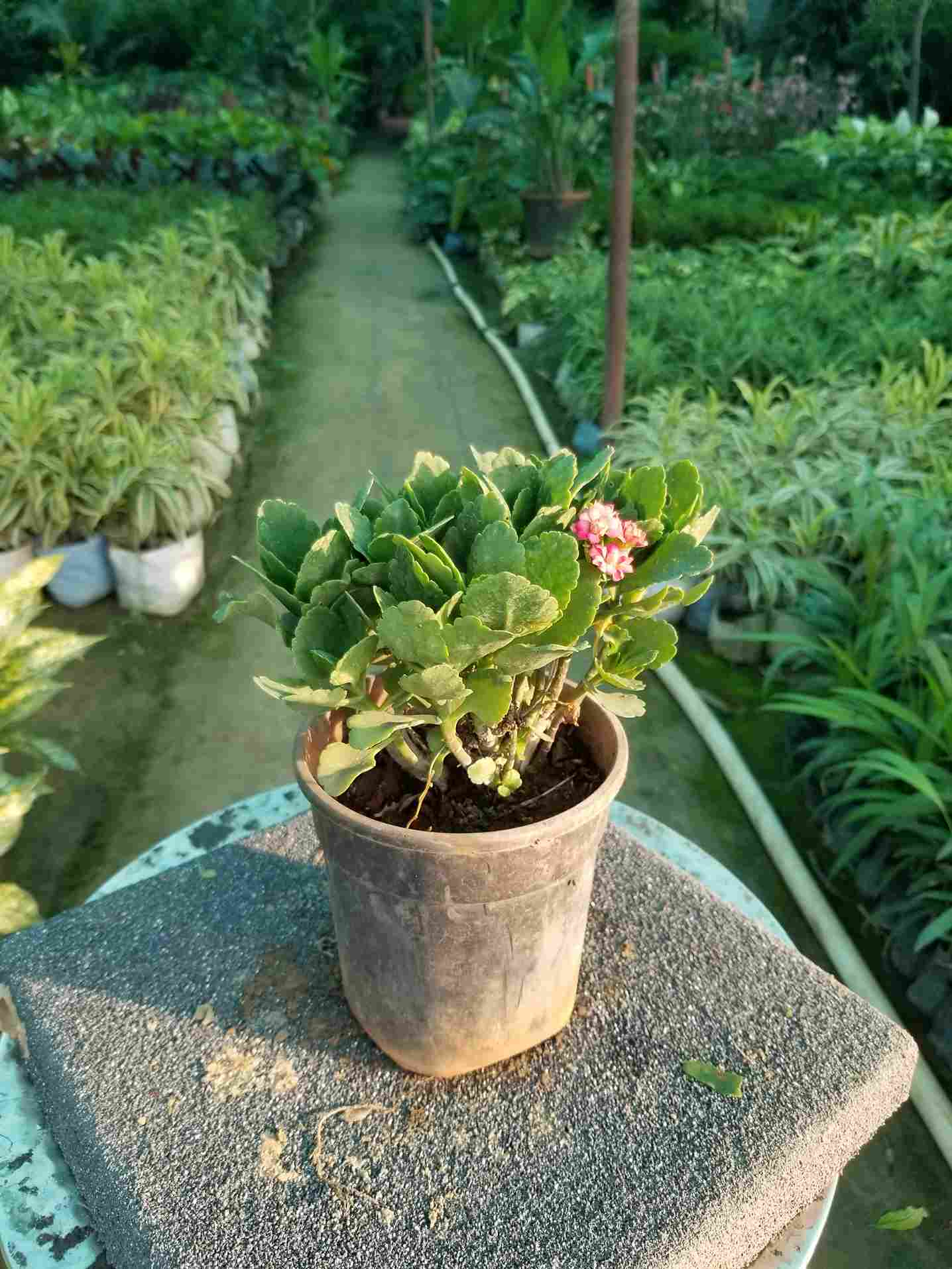 Clanchoe Succulent
