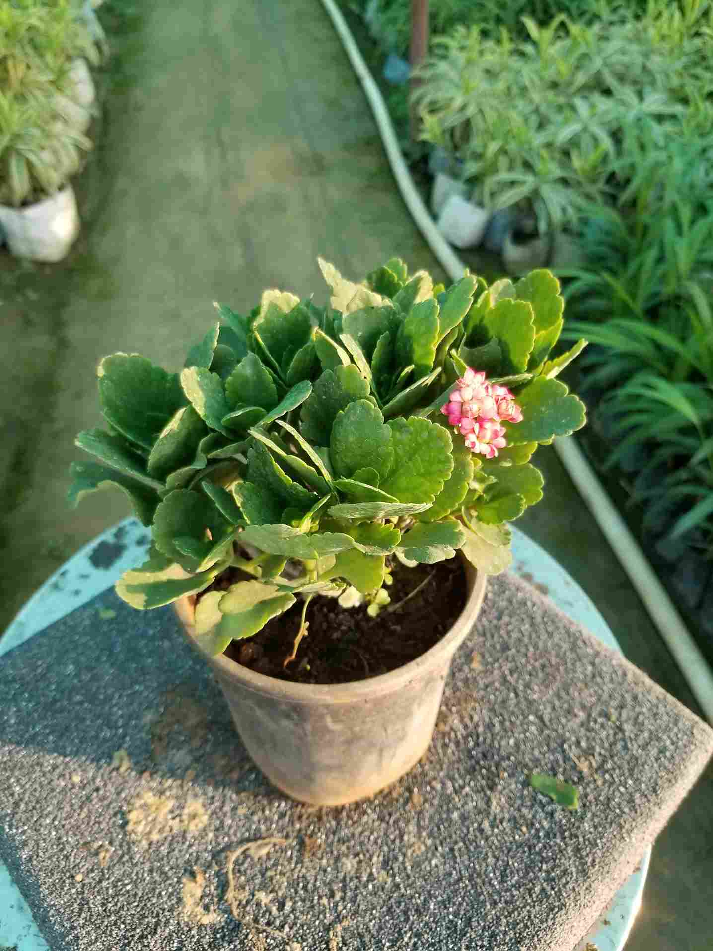 Clanchoe Succulent