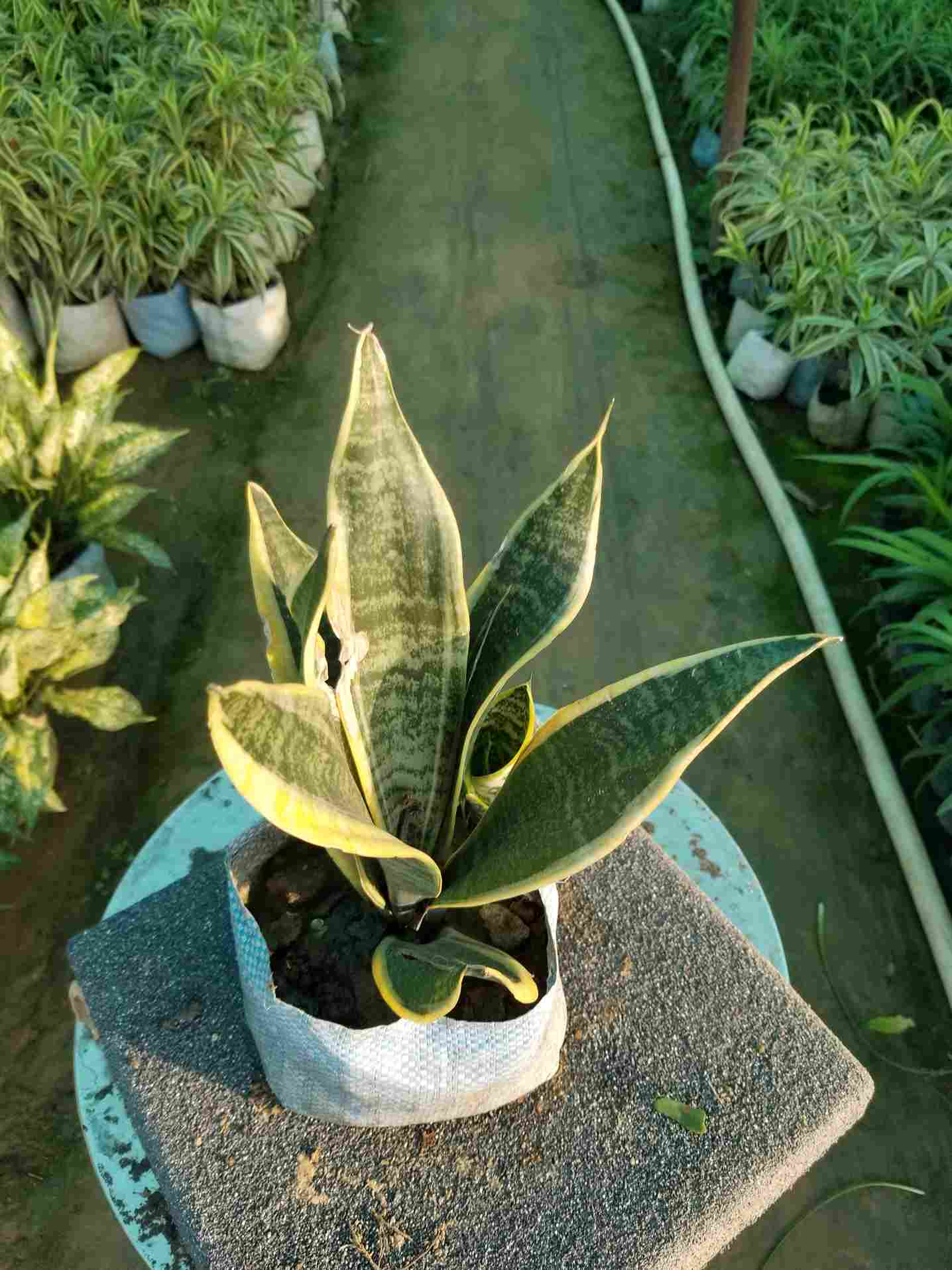 Snake Plant