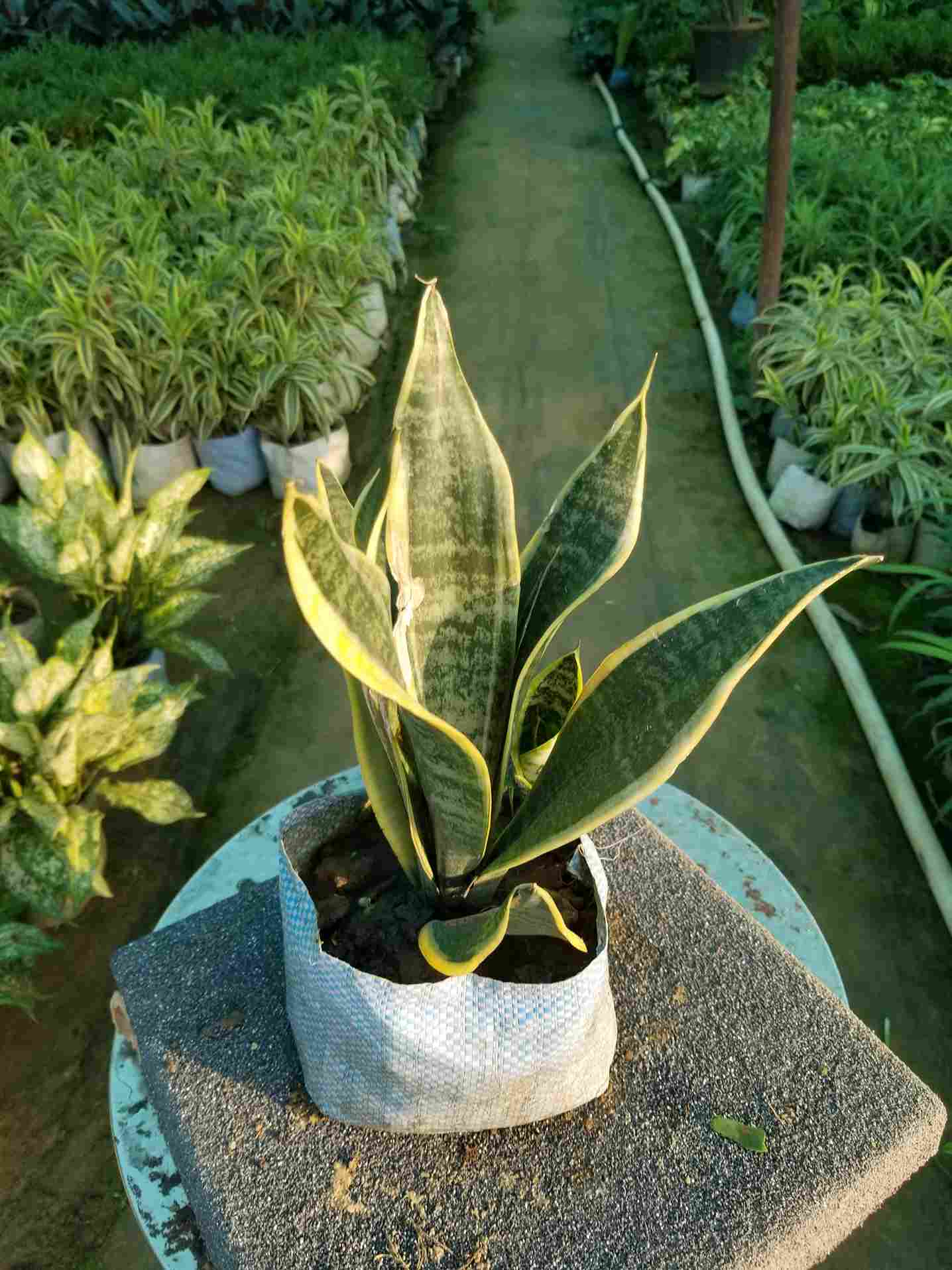 Snake Plant
