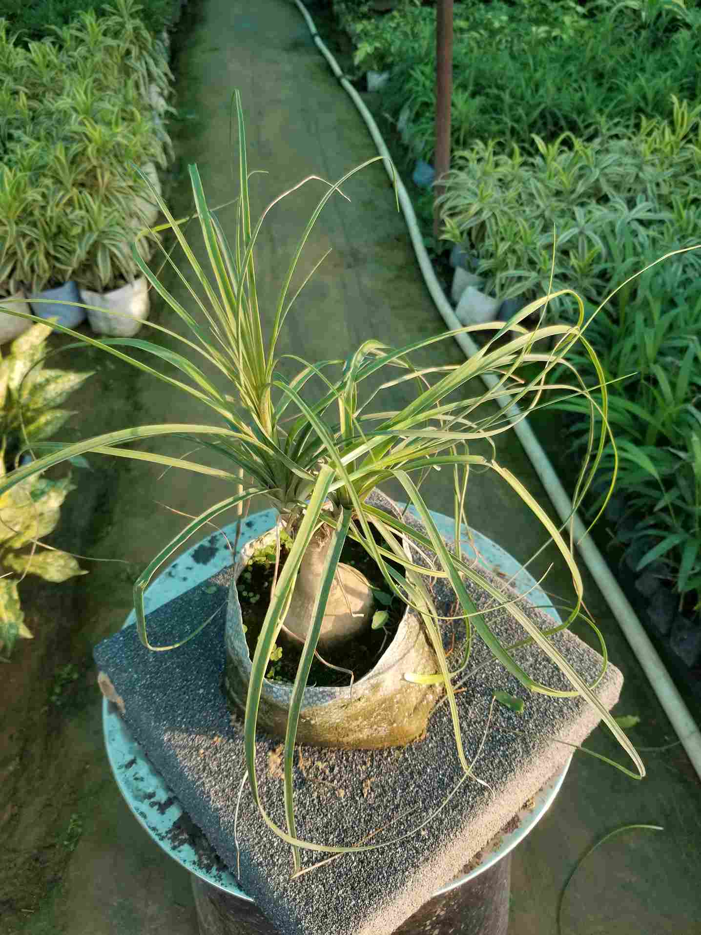 Ponytail Palm