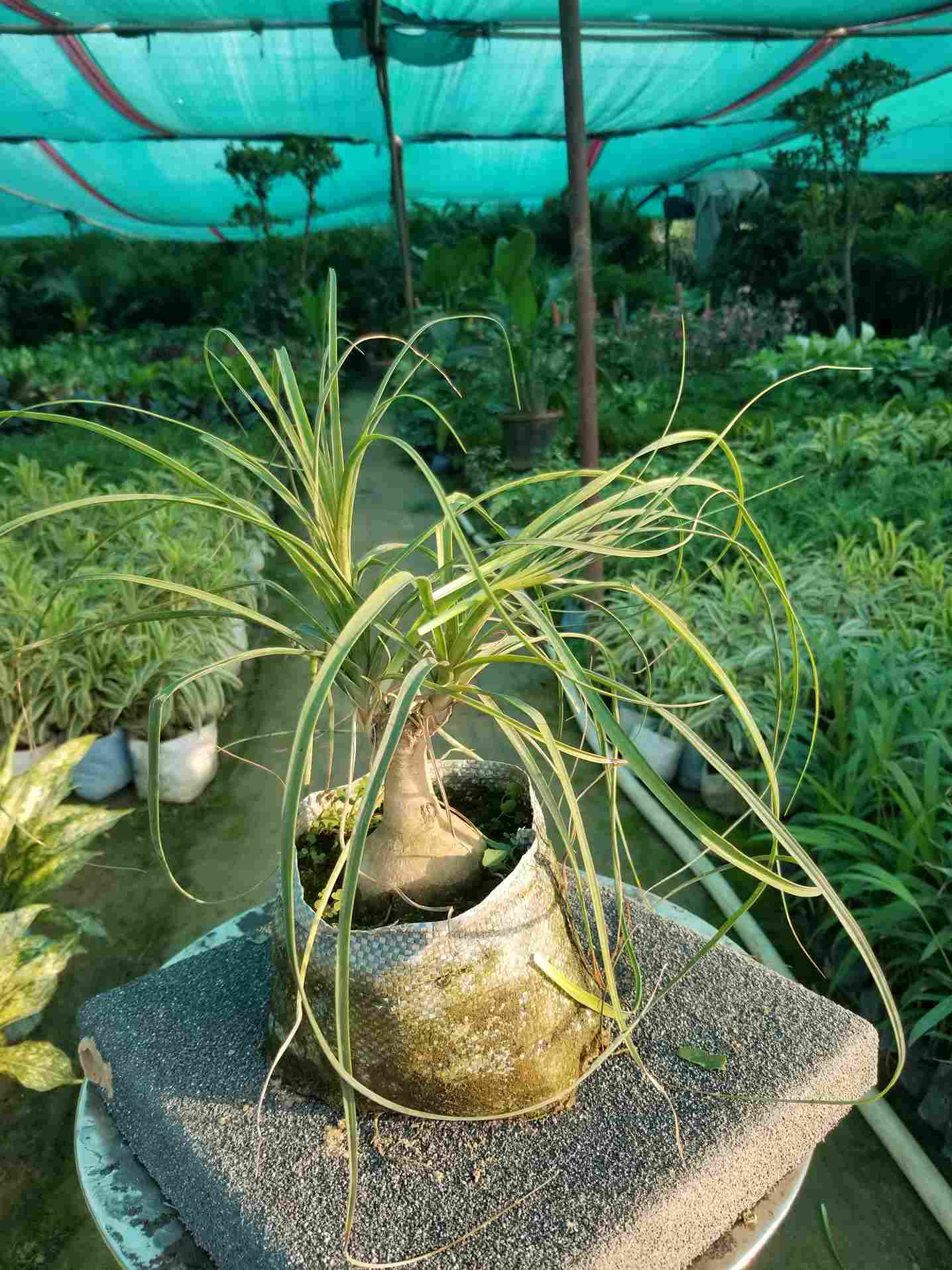 Ponytail Palm