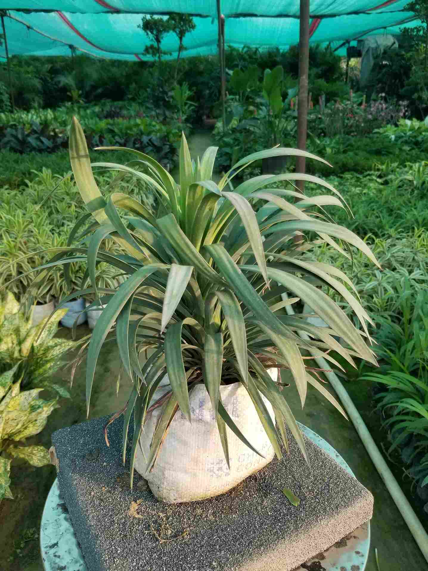 Yucca Plant