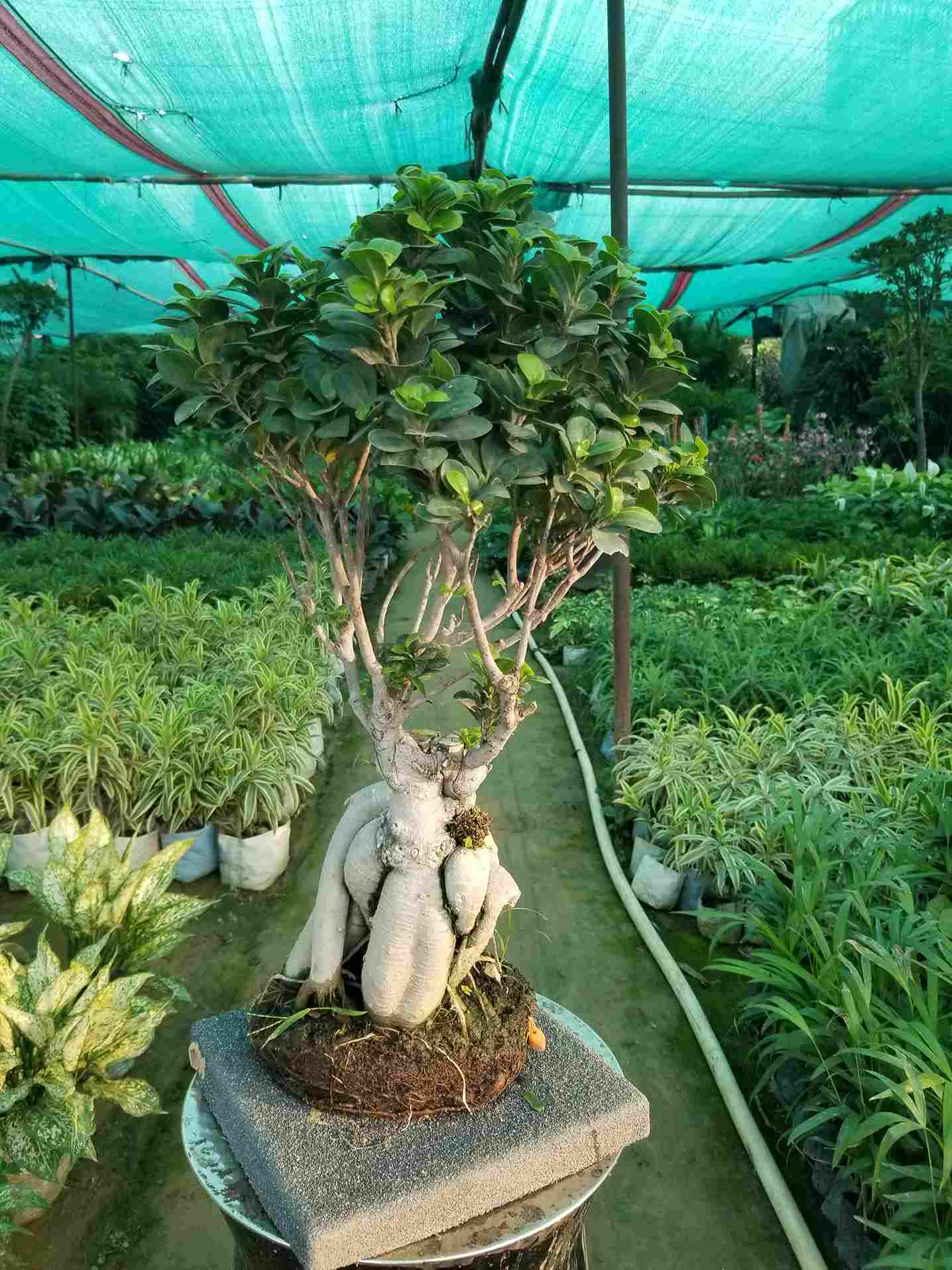 Ficus Ginseng Bonsai