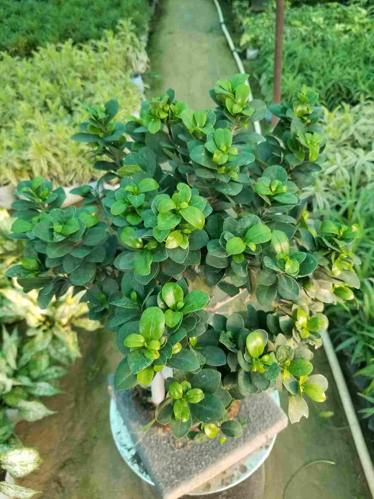 Ficus Ginseng Bonsai