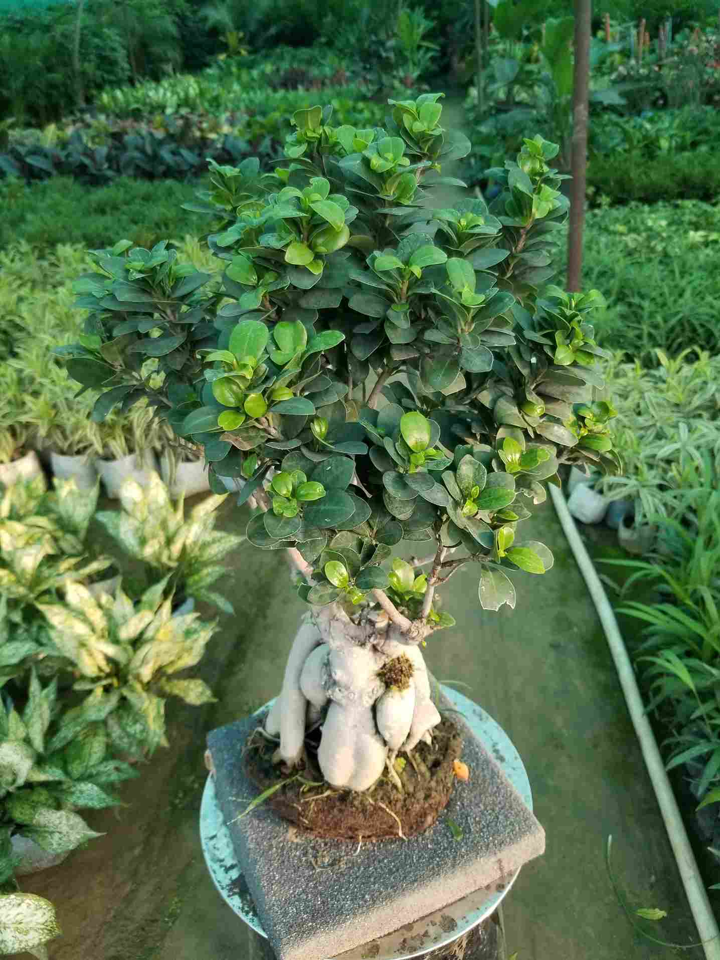 Ficus Ginseng Bonsai