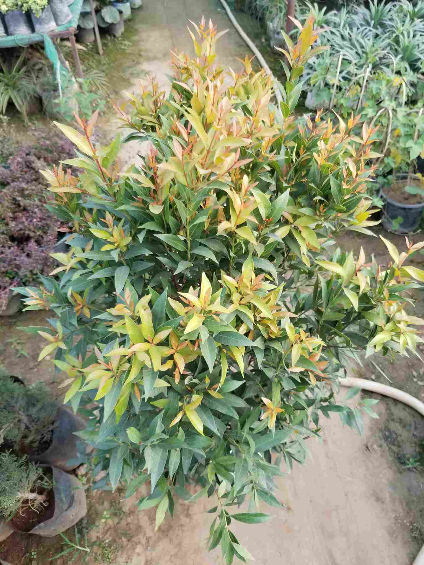 Syzygium Plant