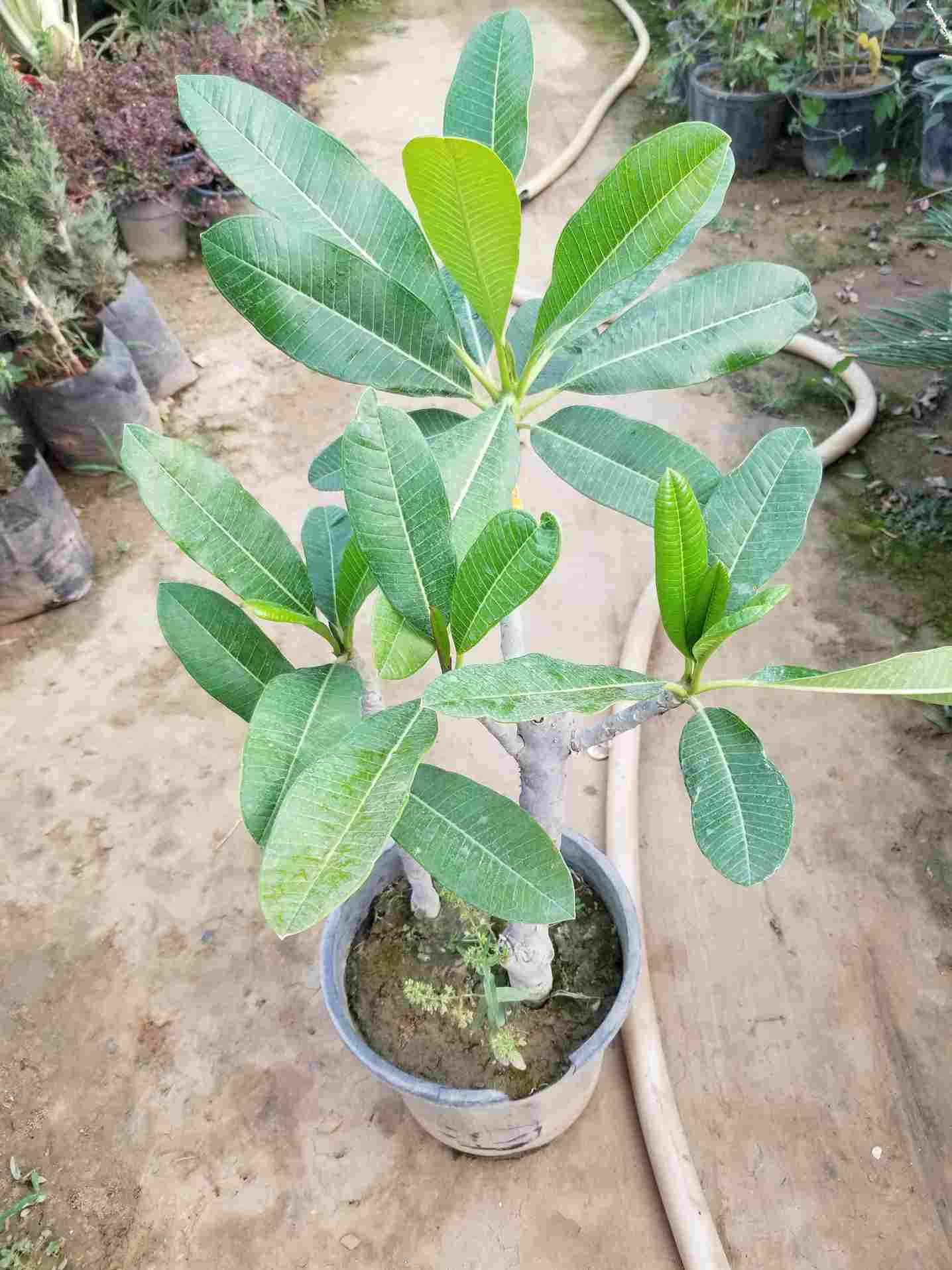 Plumeria Alba Champa