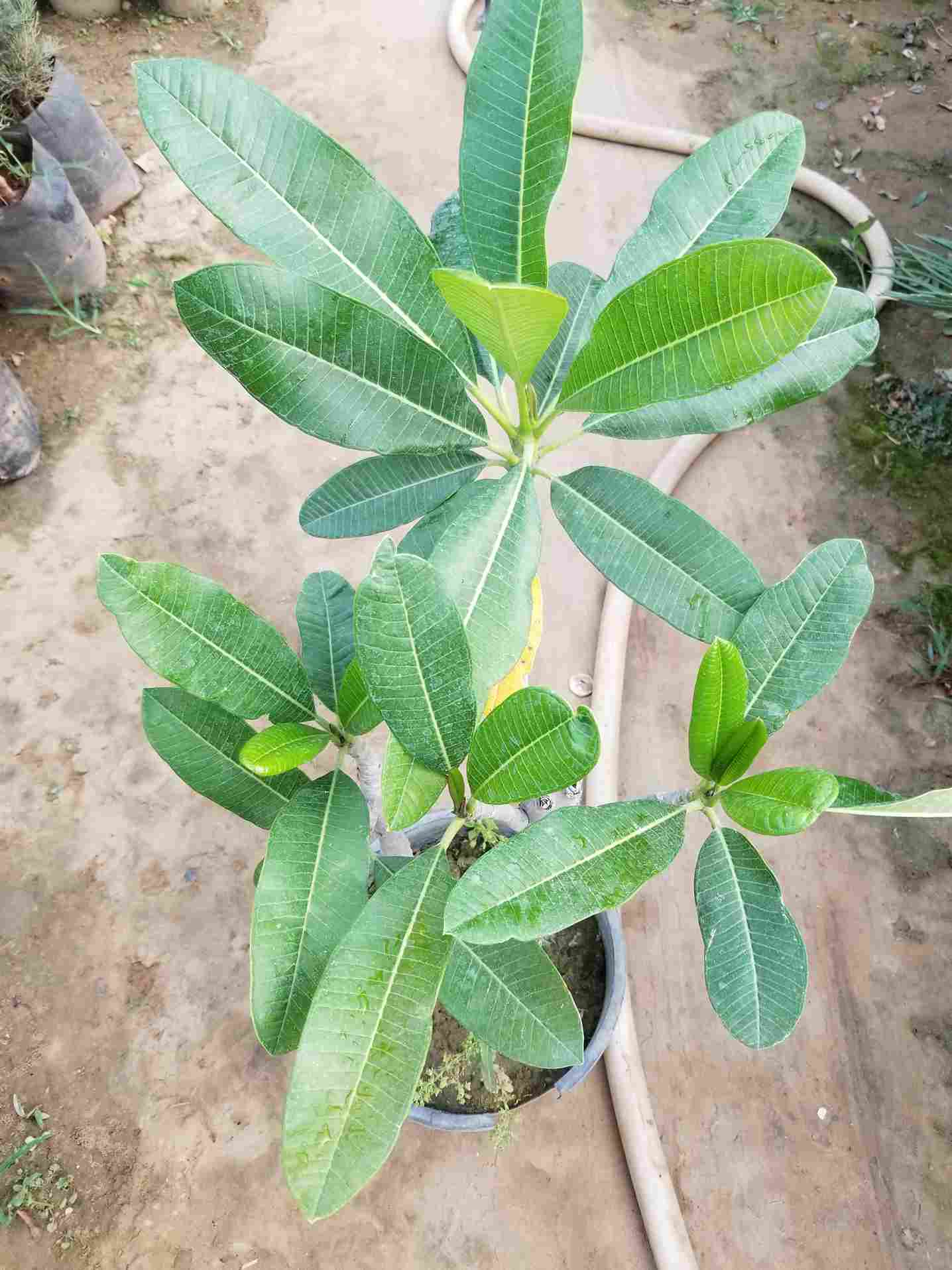 Plumeria Alba Champa