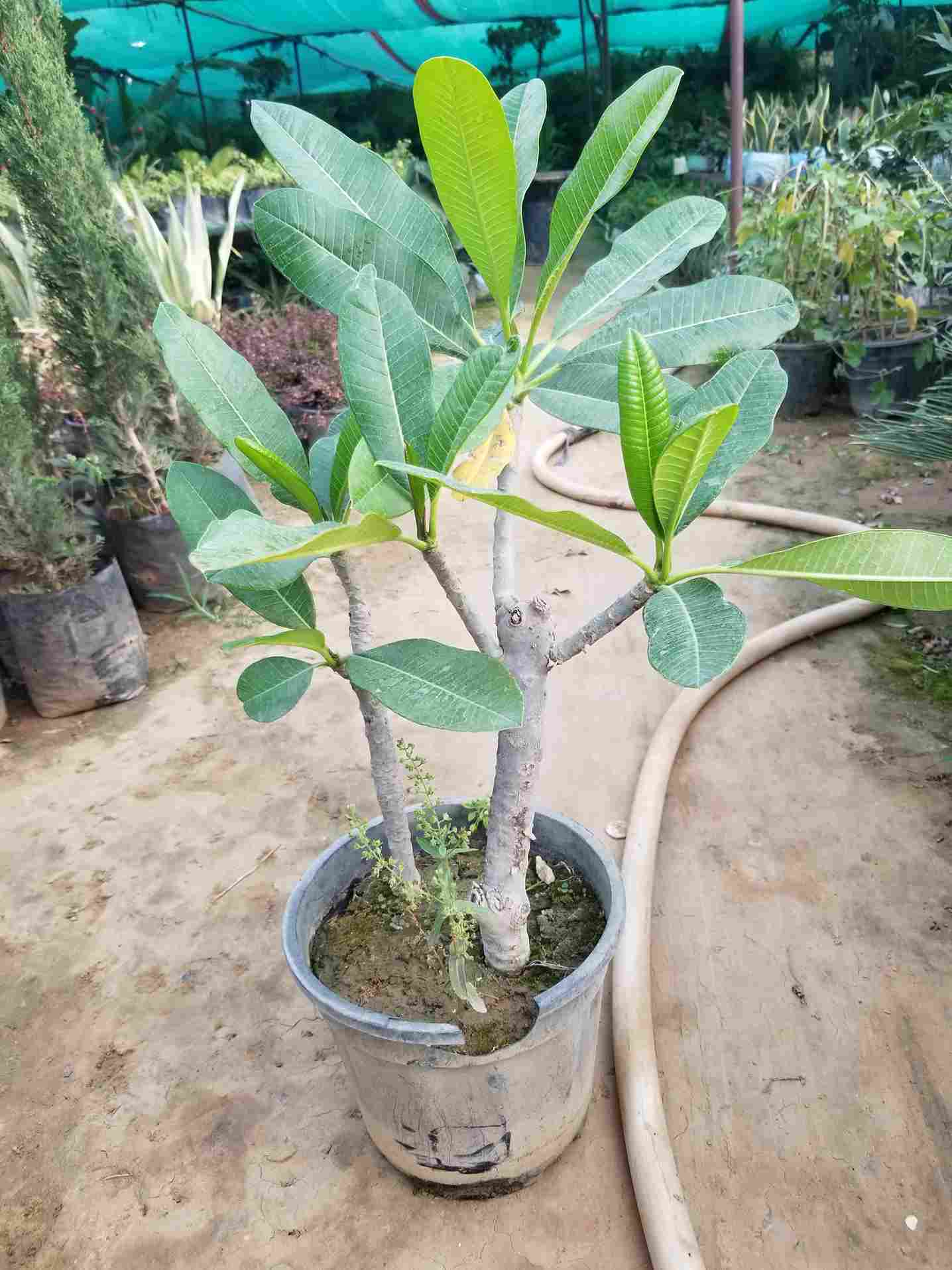 Plumeria Alba Champa
