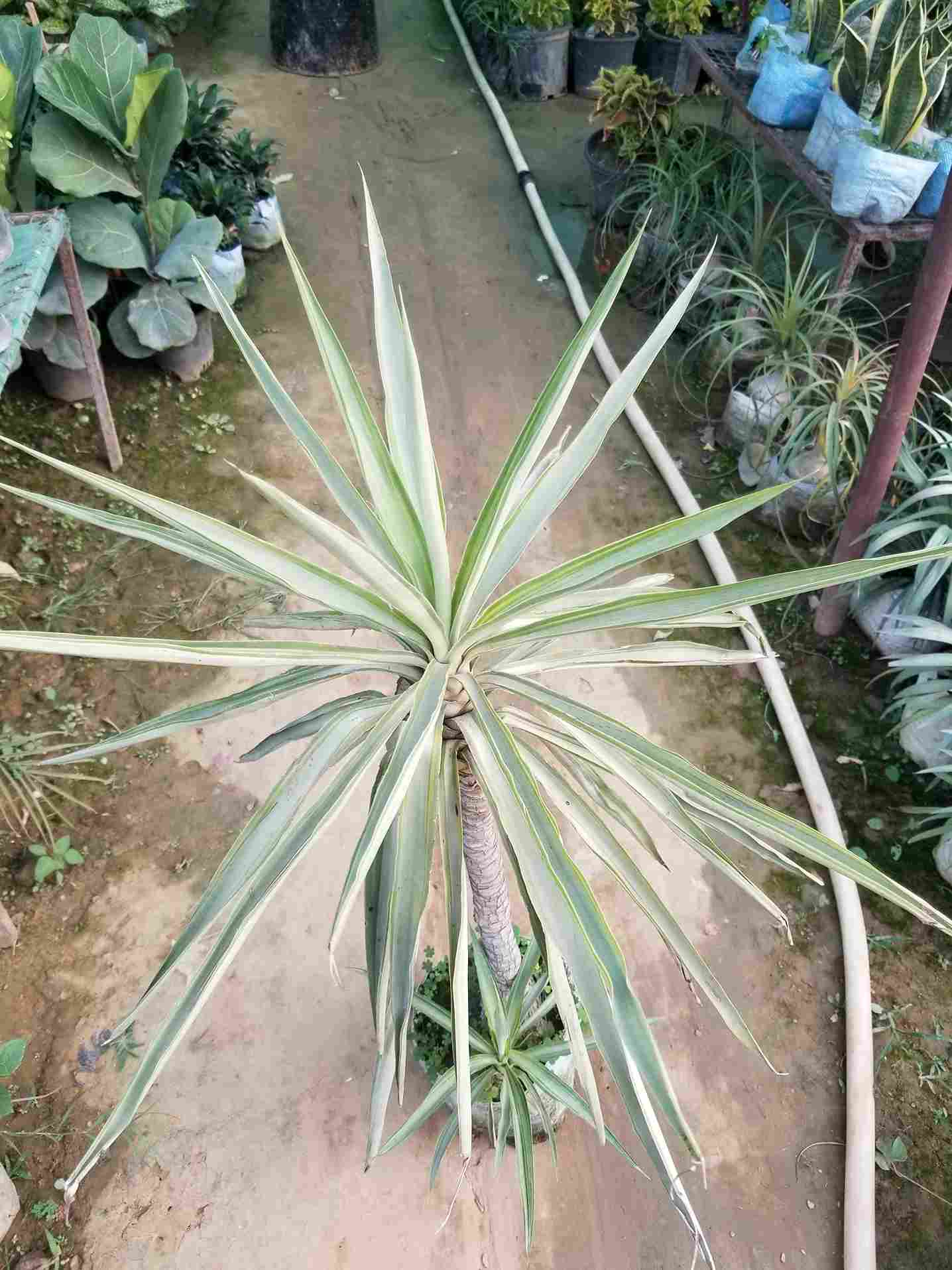 Yucca Plant