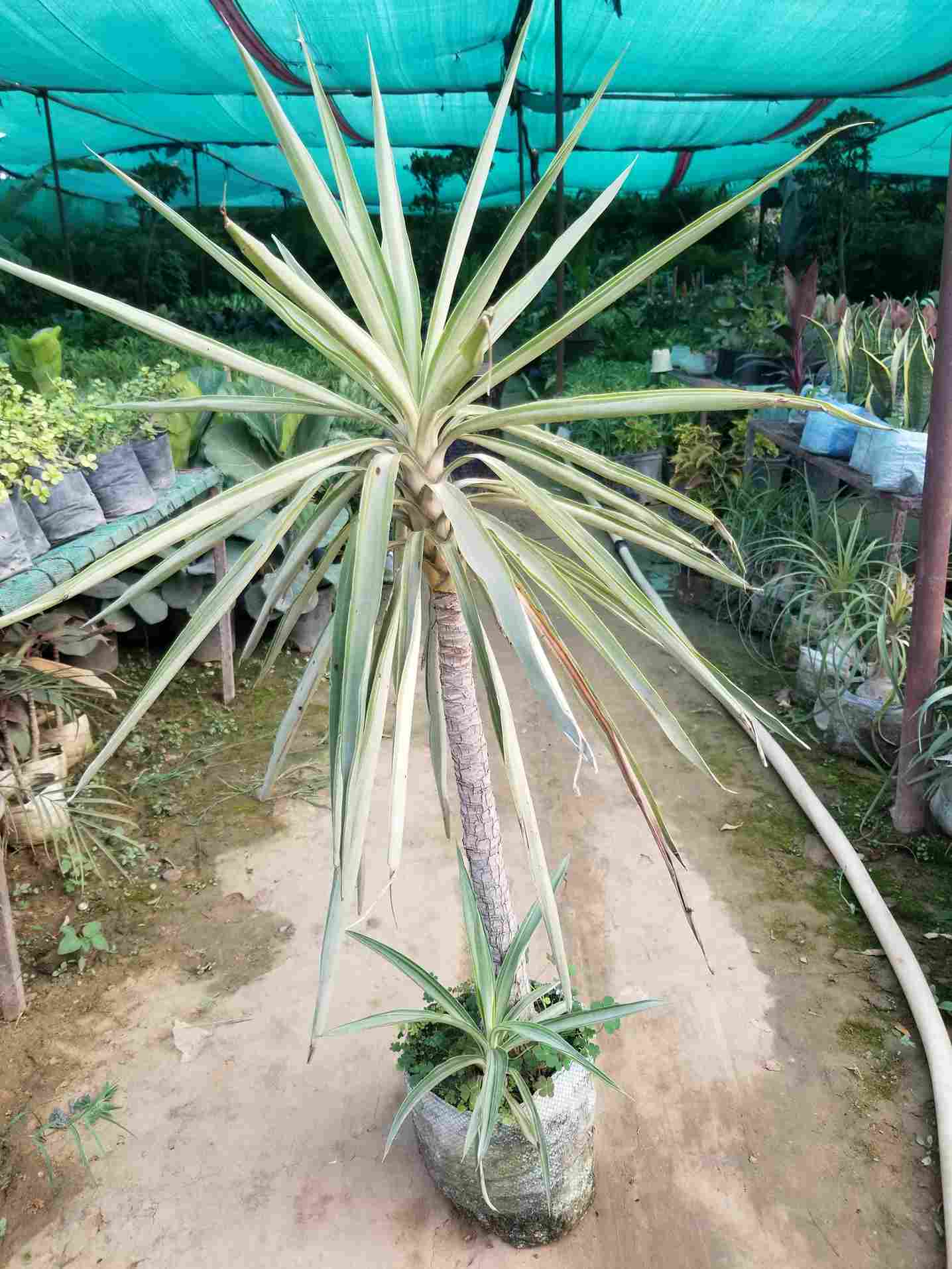 Yucca Plant