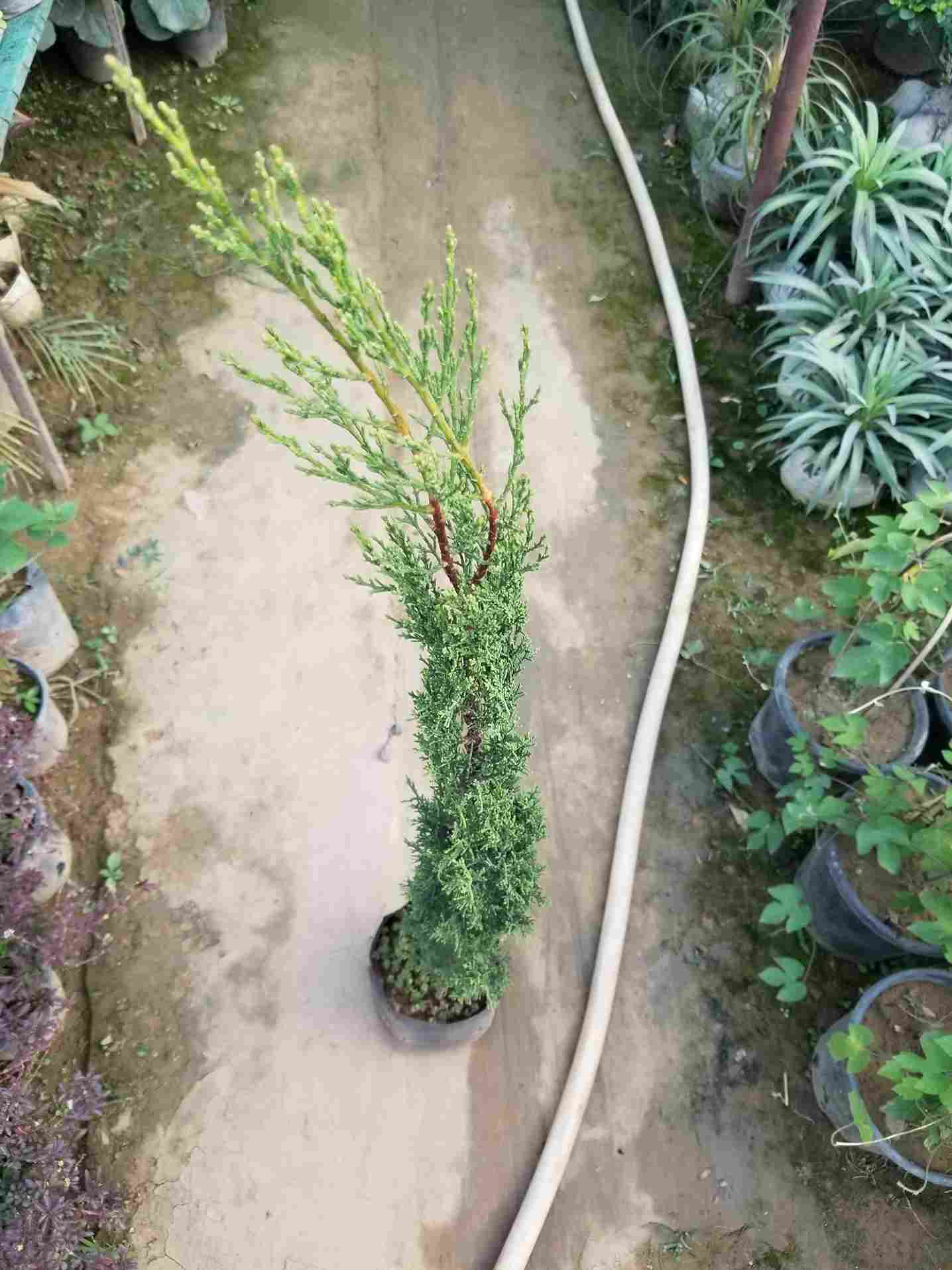 Pancil Thuja