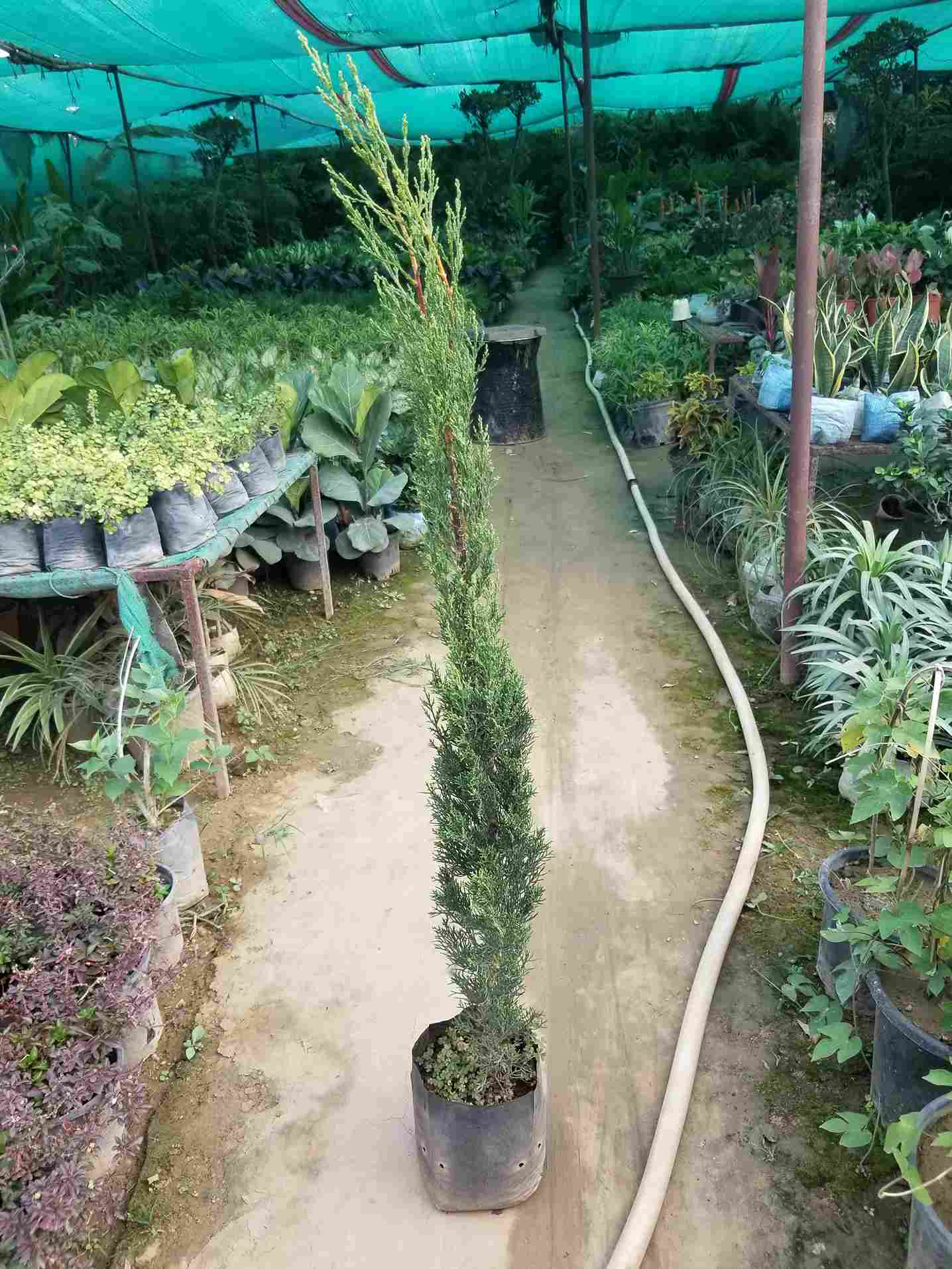 Pancil Thuja